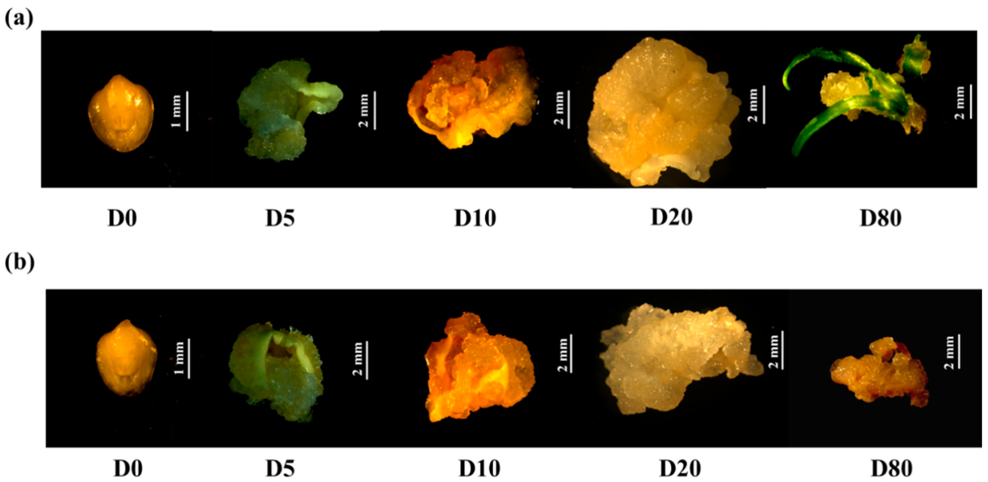 Agronomy 12 00749 g001