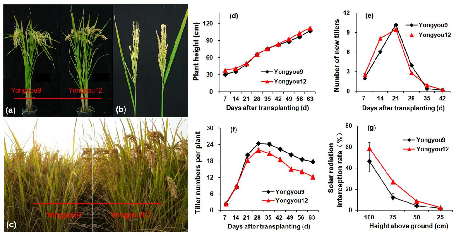 Agronomy 12 00753 g004