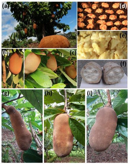 Agronomy | Free Full-Text | Cupuassu (Theobroma grandiflorum [Willd. ex  Sprengel] Schumann) Fruit Development: Key Genes Involved in Primary  Metabolism and Stress Response | HTML