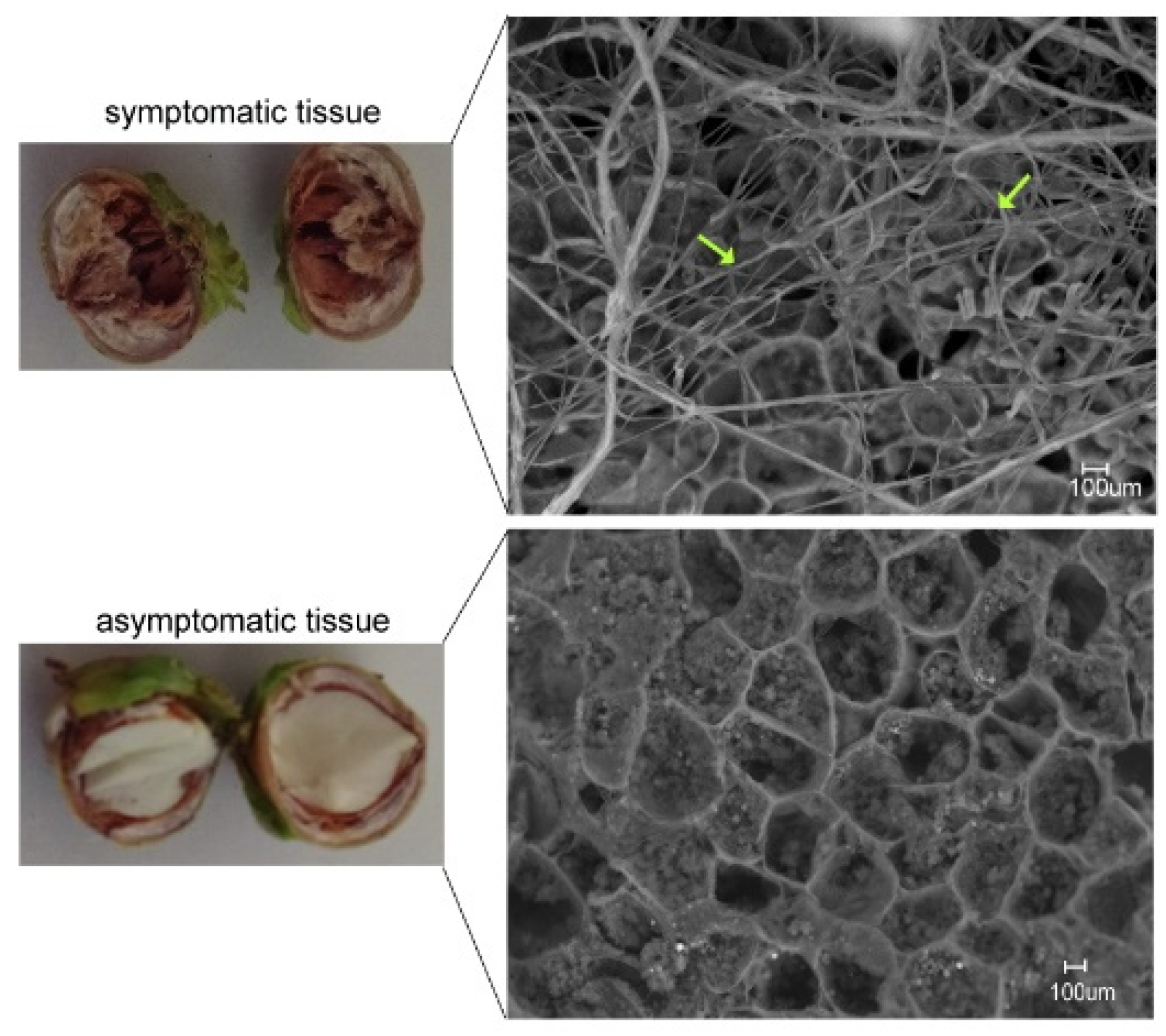 Agronomy 12 00868 g002