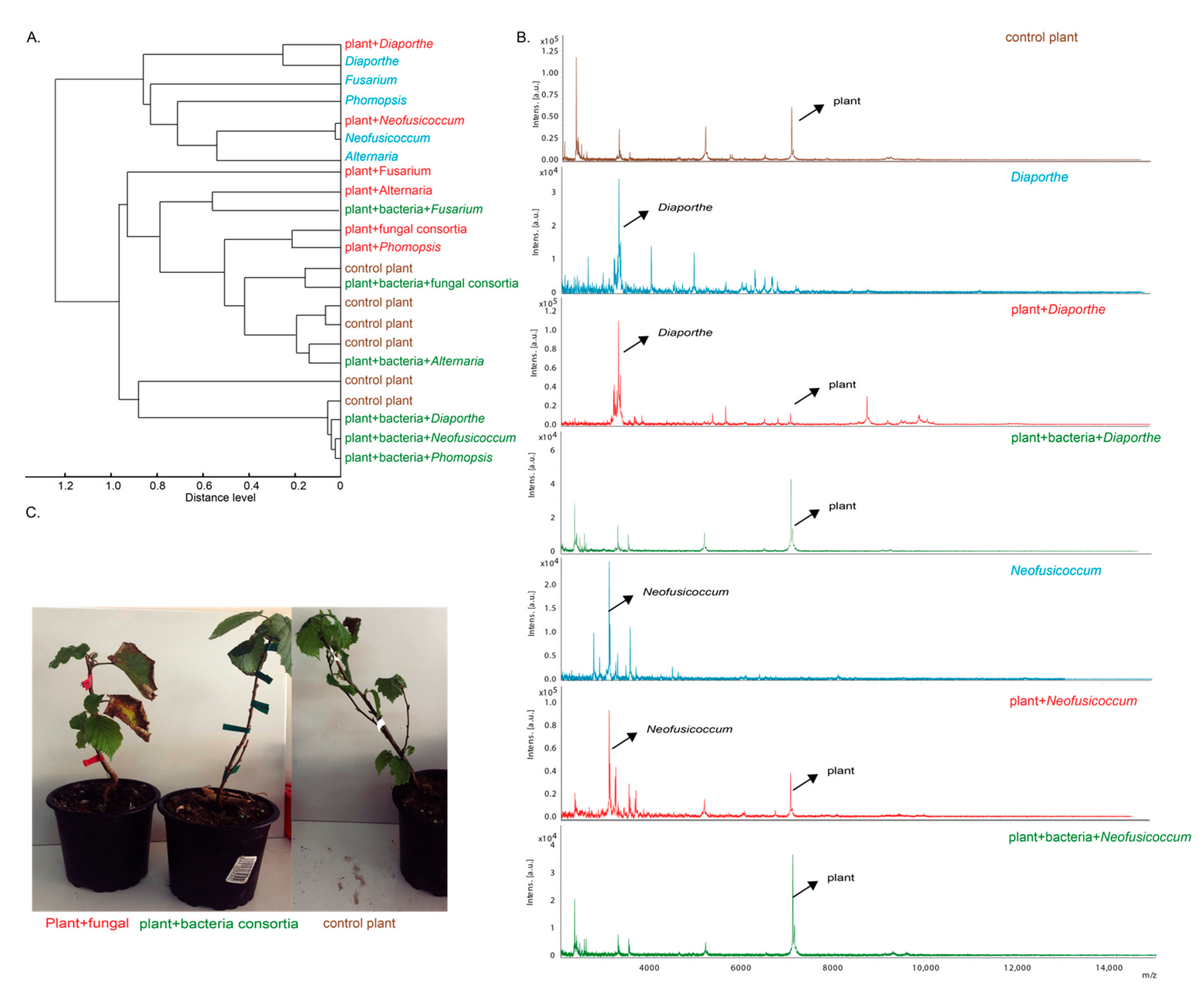 Agronomy 12 00868 g003