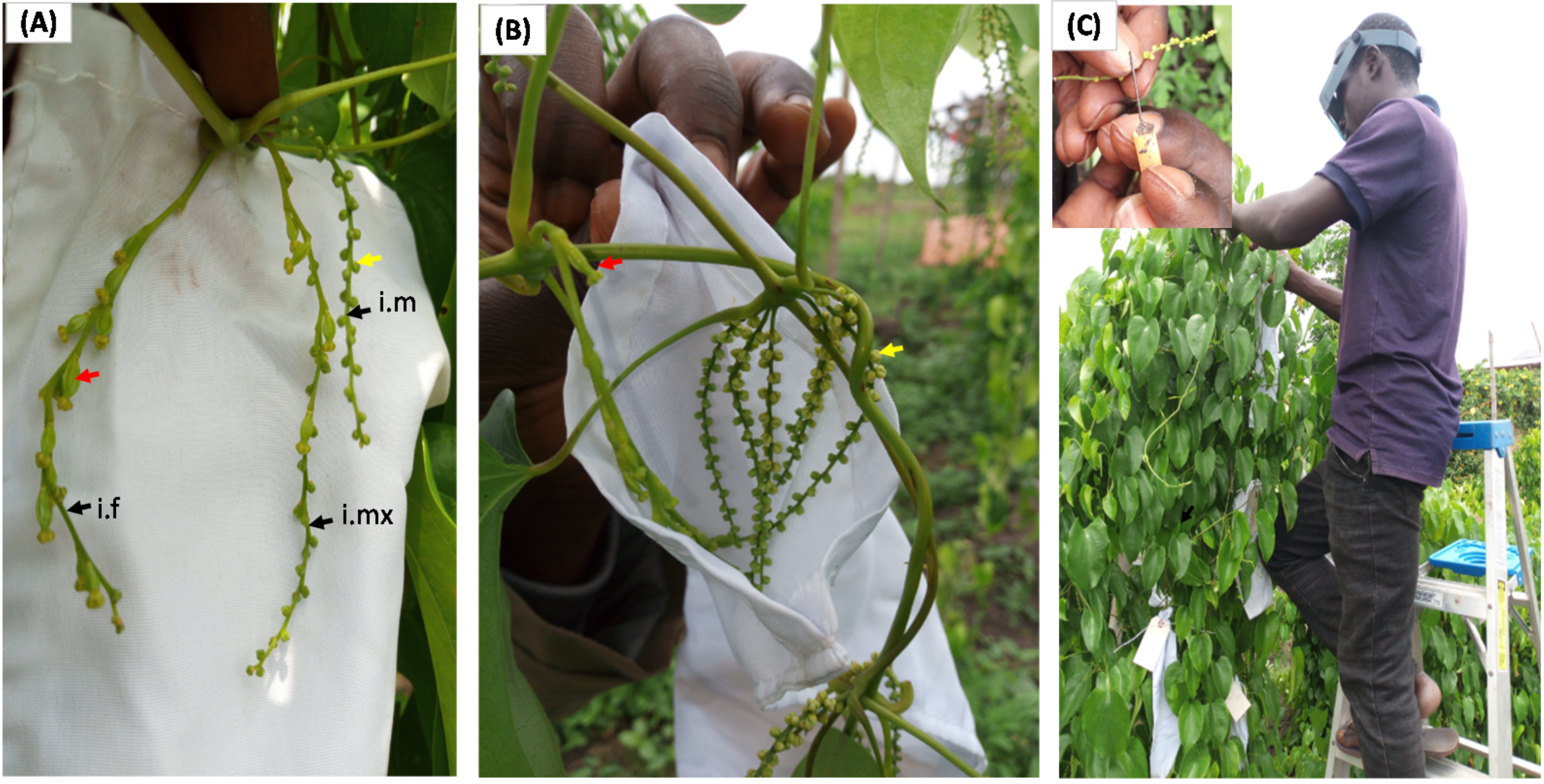 Agronomy | Free Full-Text | Yam (Dioscorea rotundata Poir.) Displays  Prezygotic and Postzygotic Barriers to Prevent Autogamy in Monoecious  Cultivars