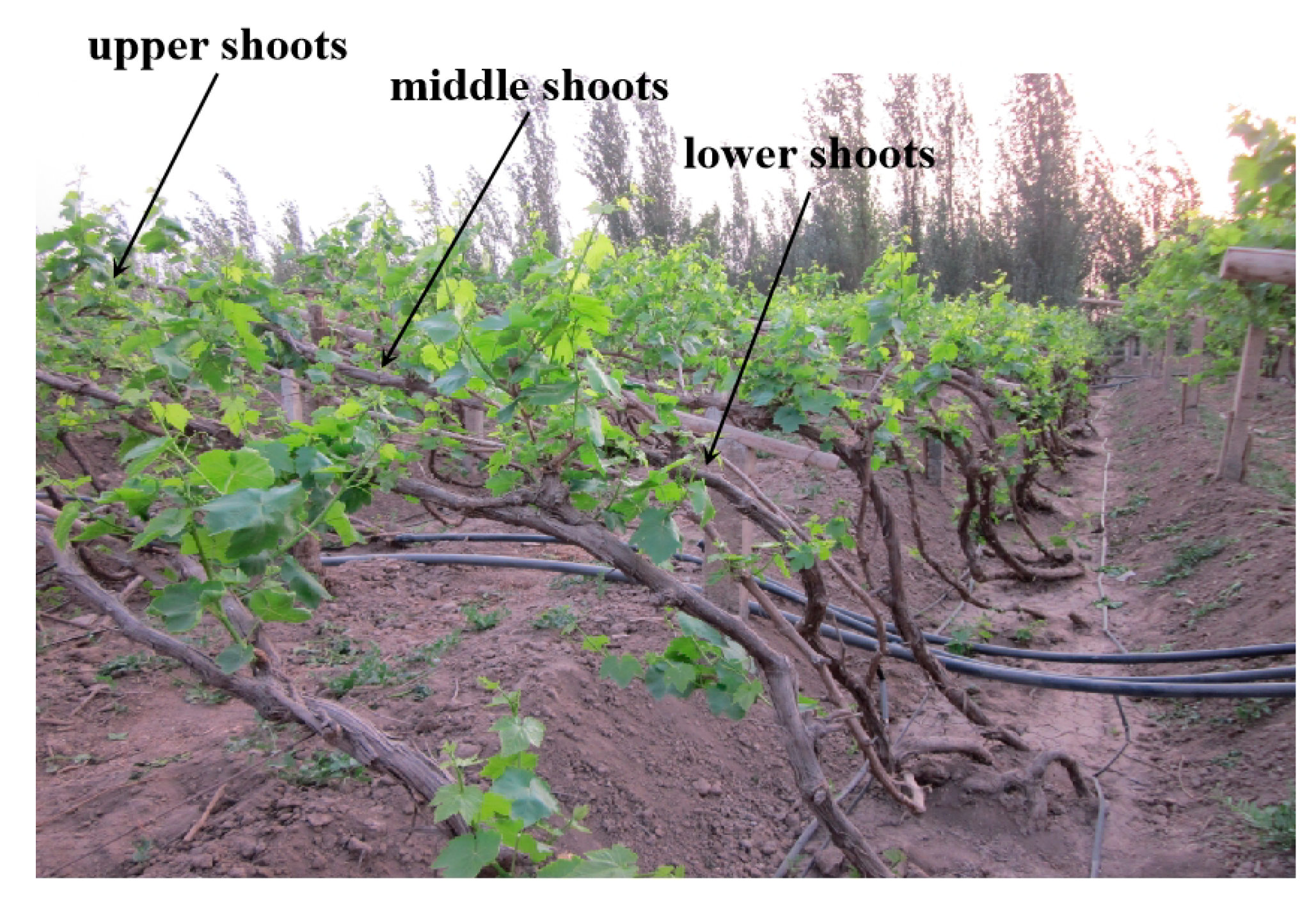 Agronomy 12 00988 g001