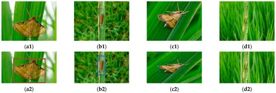 Characterization of hostplant innate immunity from Kharif-II rice cultivars  against rice leaf folder (Cnaphalocrocis medinalis Guen.) via in-situ  screening and physicochemical assays - ScienceDirect