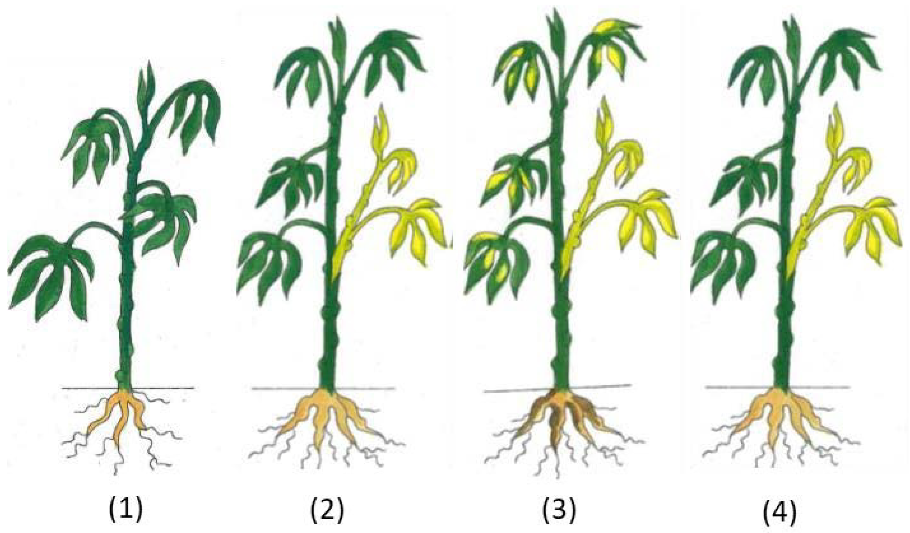 Agronomy 12 01055 g001