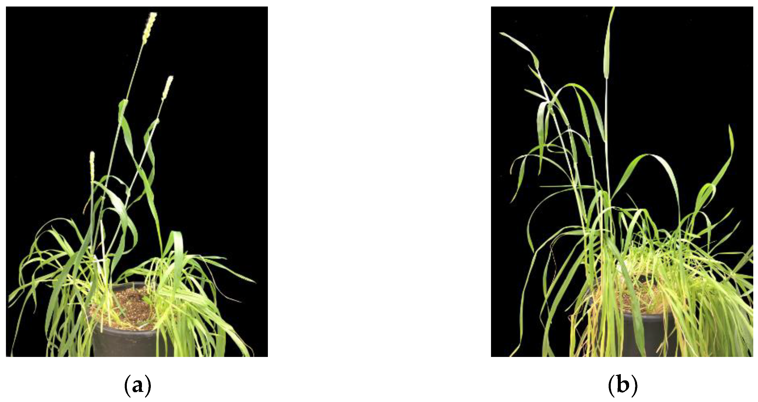 Agronomy 12 01089 g005