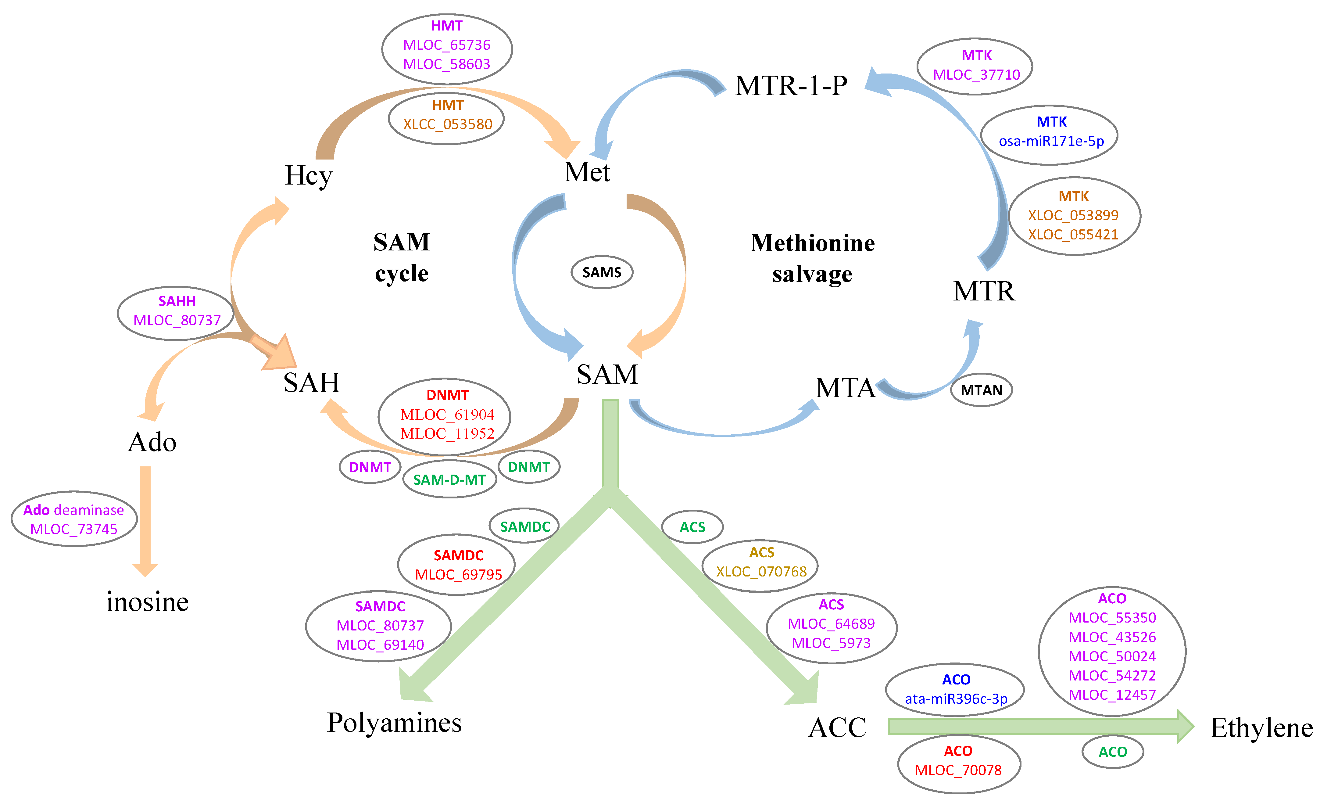 Agronomy 12 01094 g005