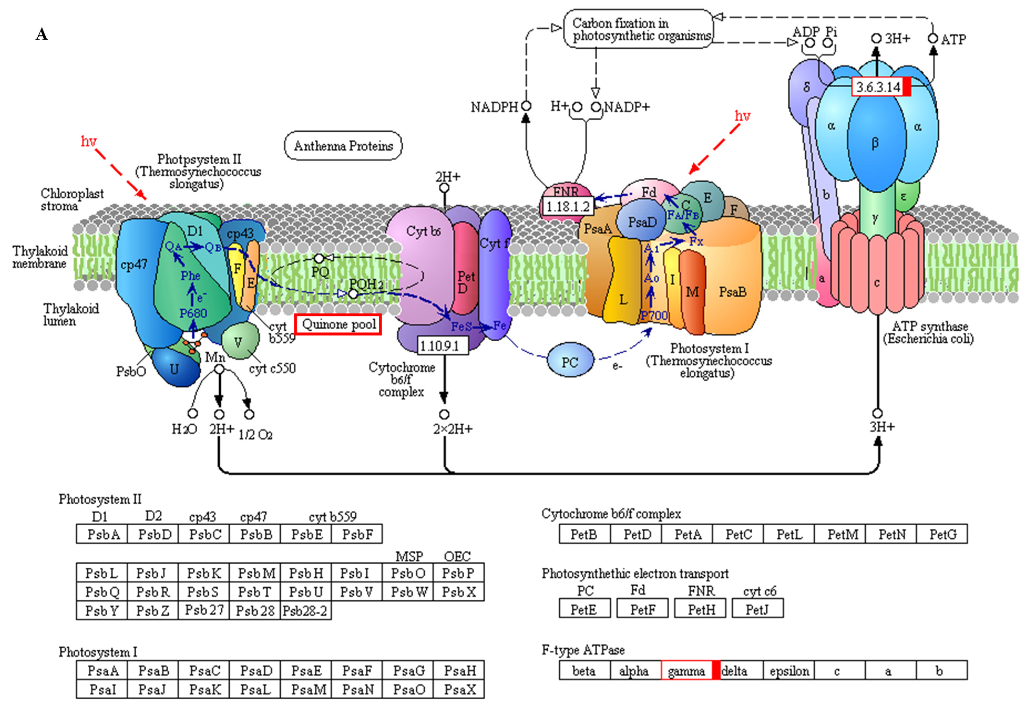 Agronomy 12 01094 g007a