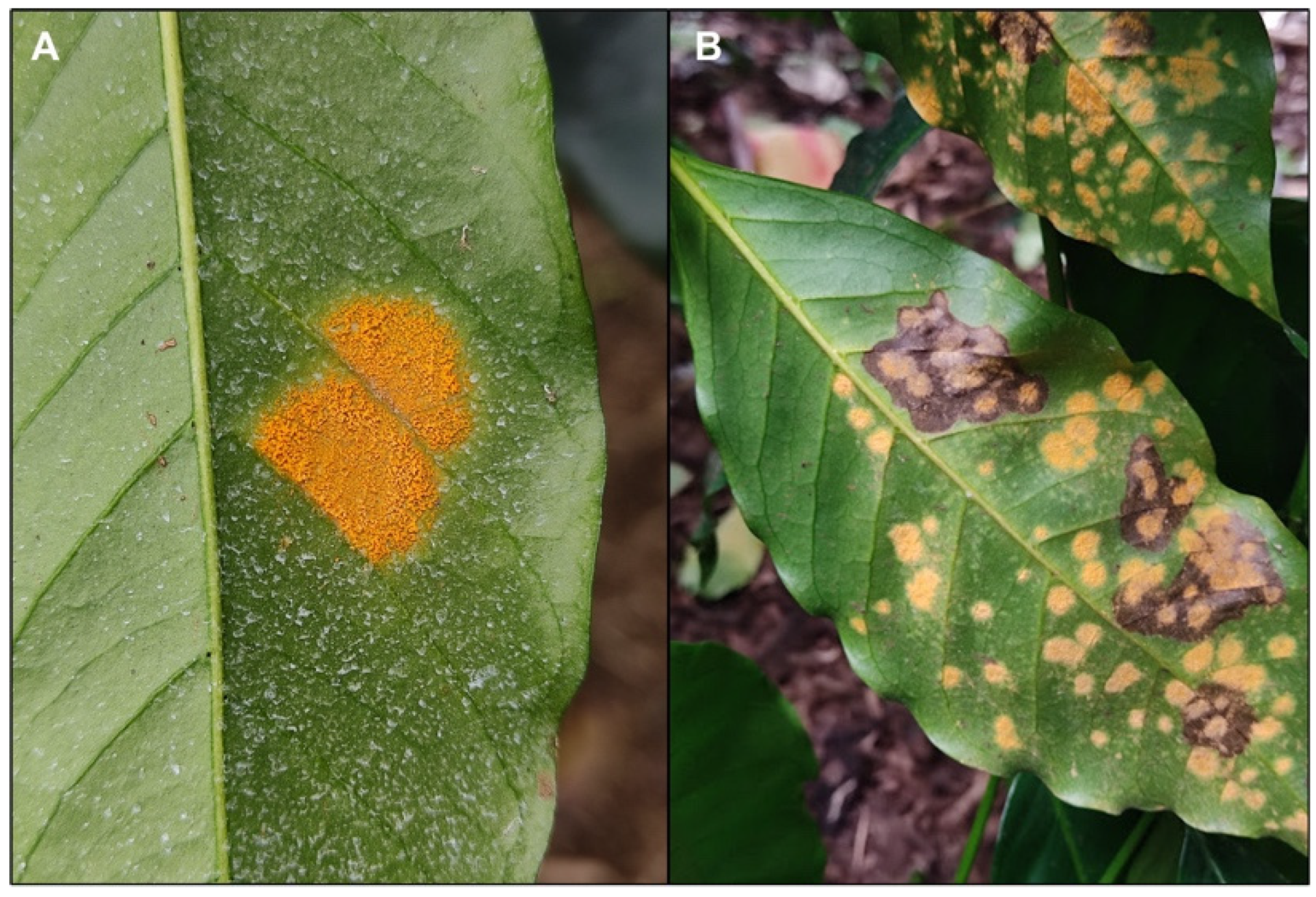 Agronomy | Free Full-Text | Monitoring Coffee Leaf Rust (Hemileia  vastatrix) on Commercial Coffee Farms in Hawaii: Early Insights from the  First Year of Disease Incursion