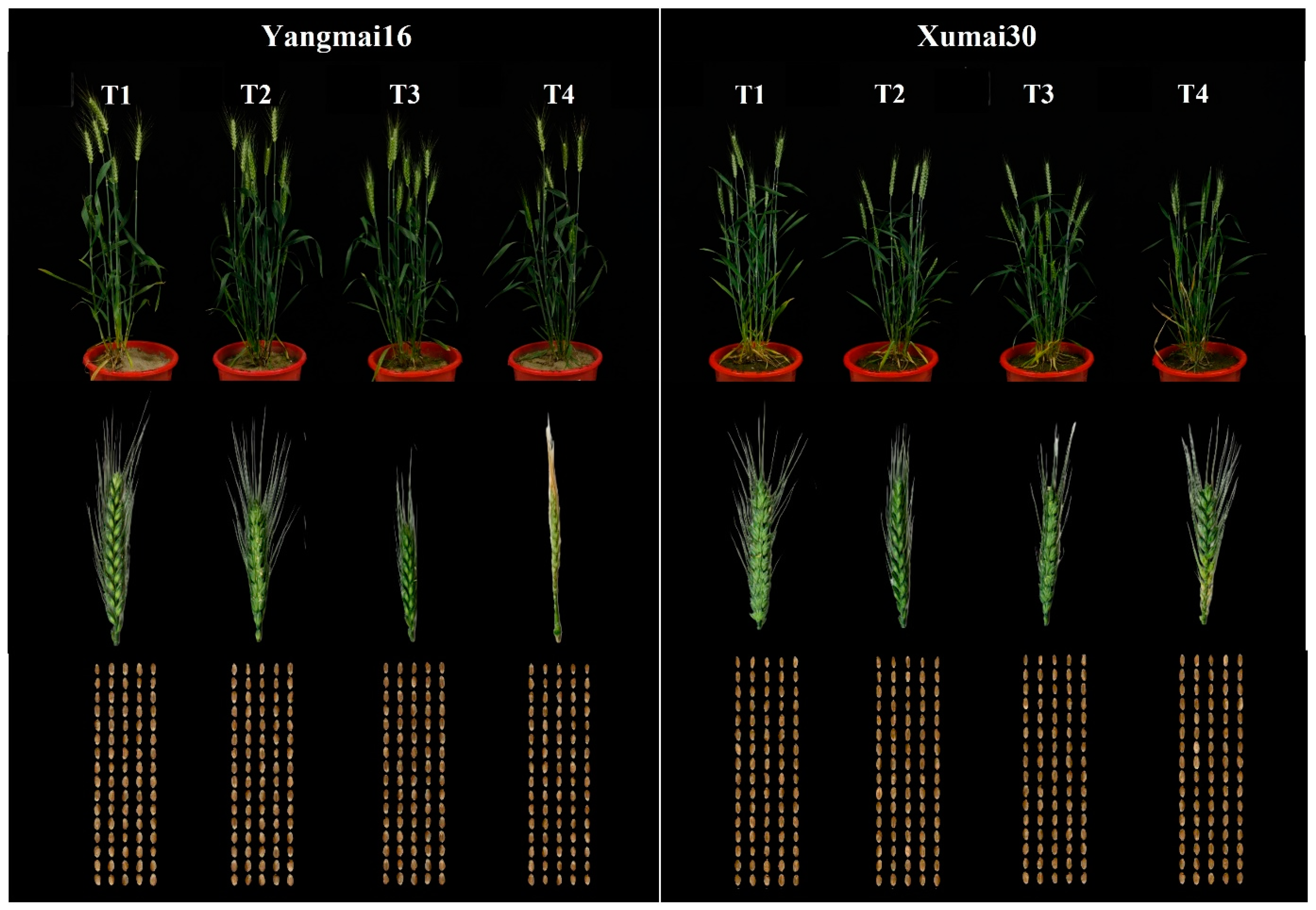 Agronomy 12 01171 g001
