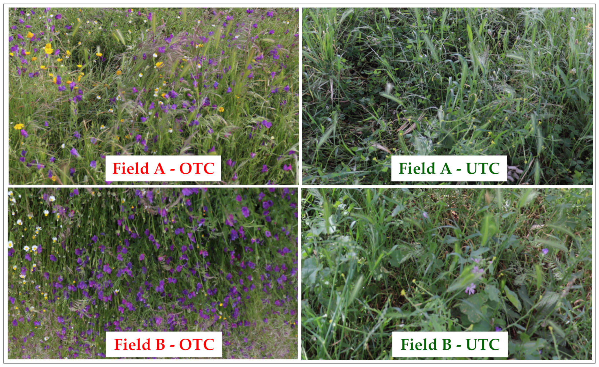 Agronomy 12 01212 g012