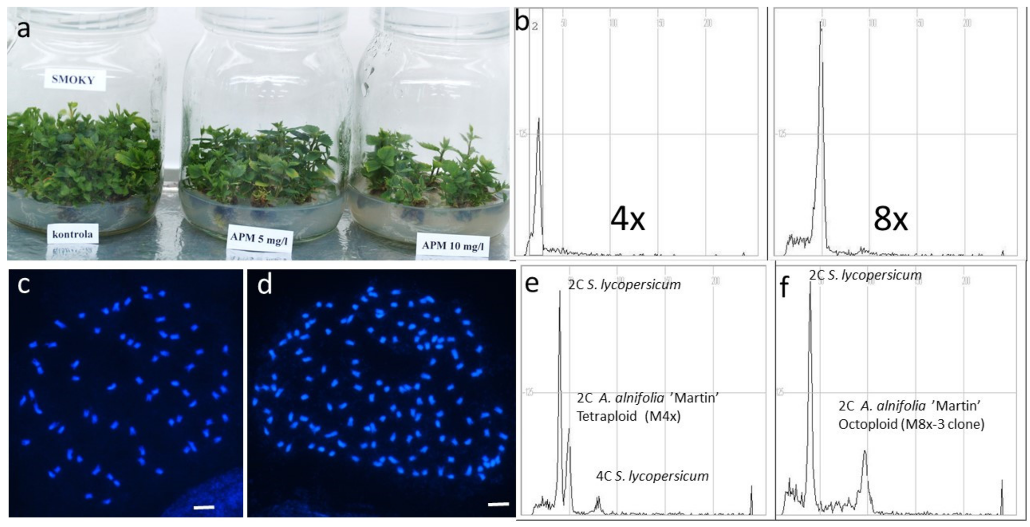 Agronomy Free Full Text In Vitro Induction and Primary