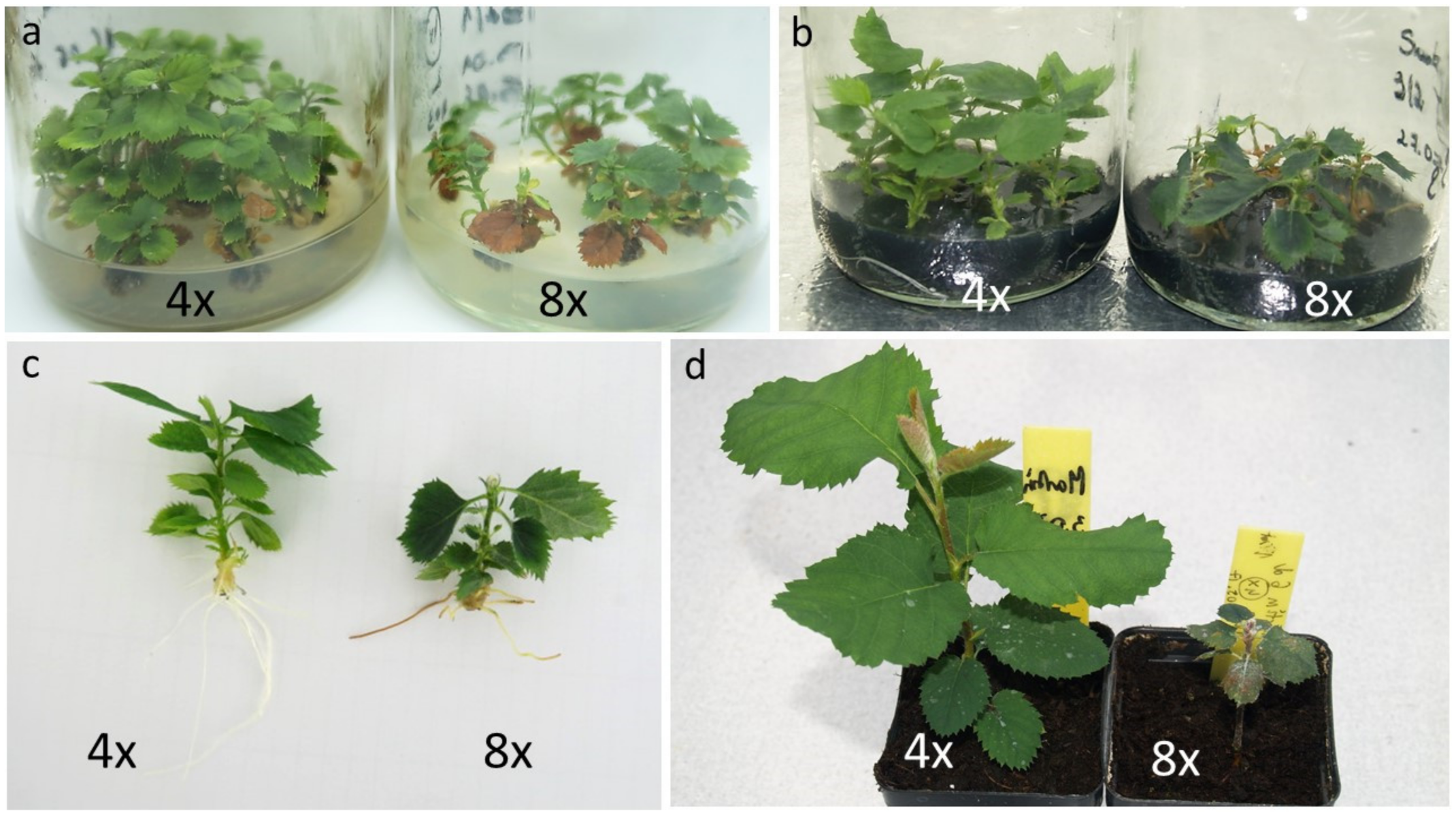 Agronomy 12 01215 g002 Agronomy 12 01215 g002