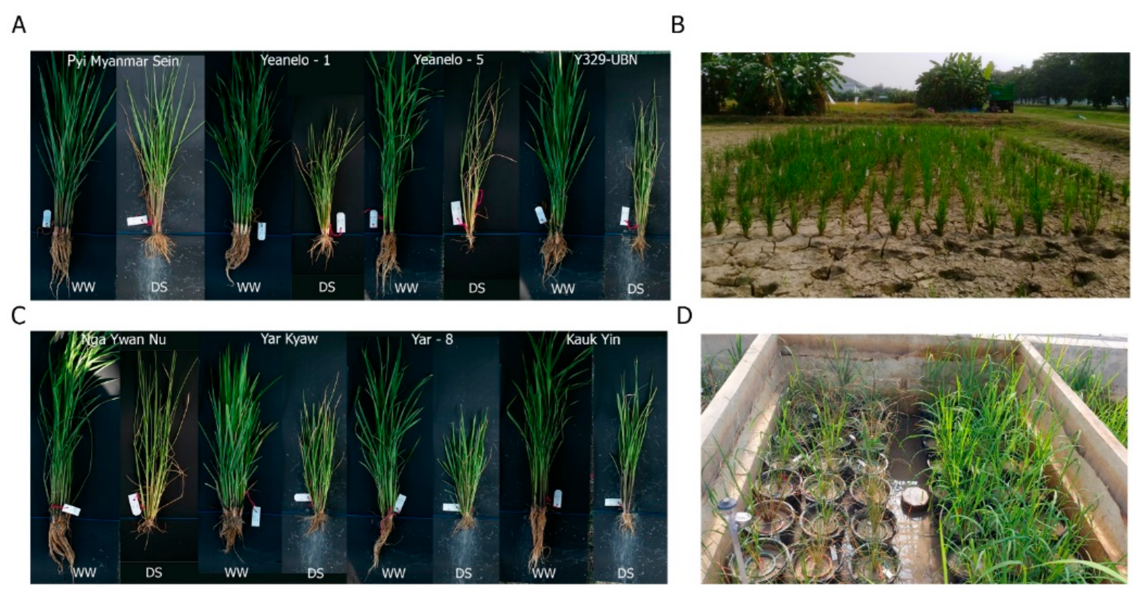 Agronomy | Free Full-Text | Root Characterization of Myanmar