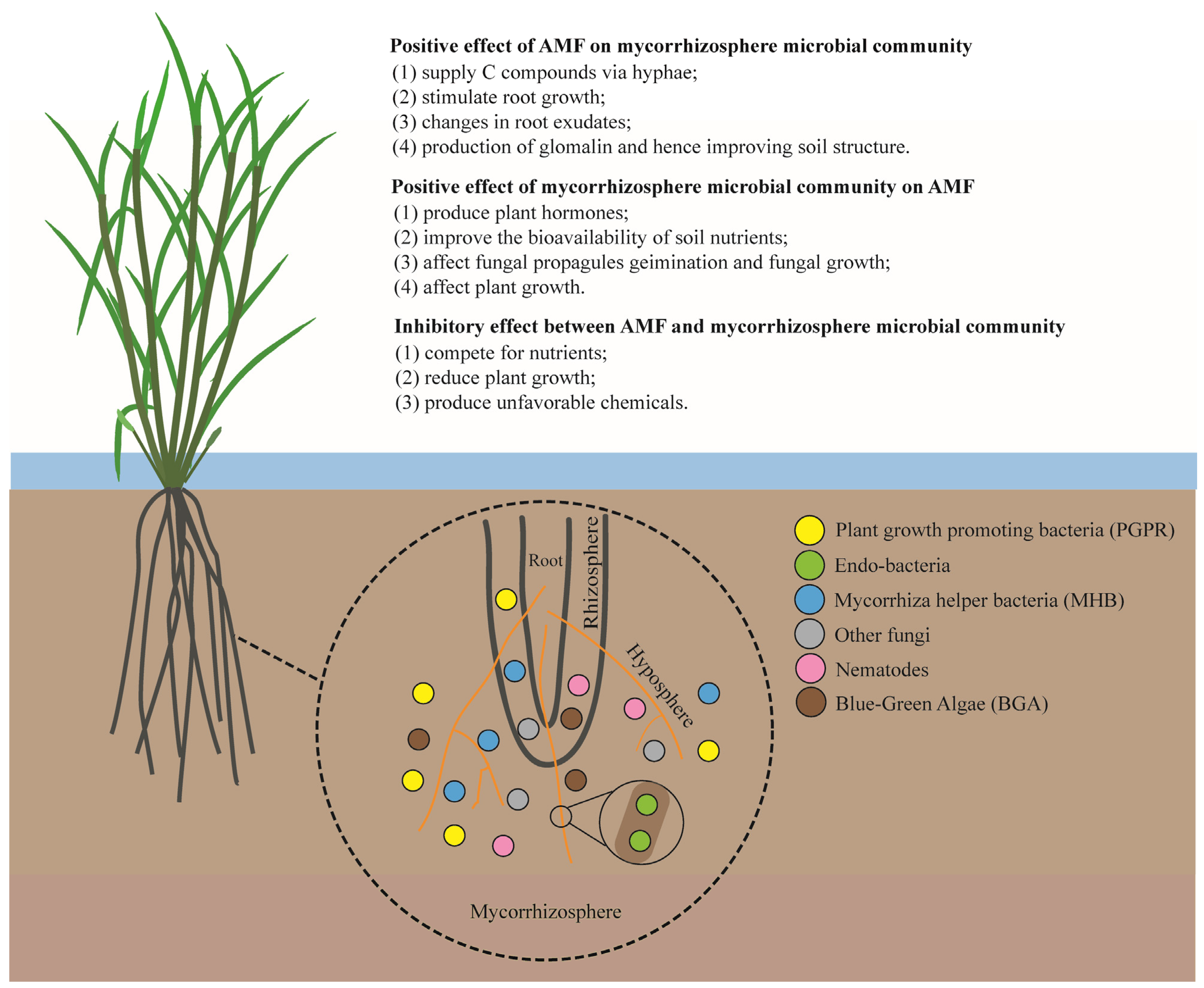 Agronomy | Free Full-Text | Arbuscular Mycorrhizal Fungi and