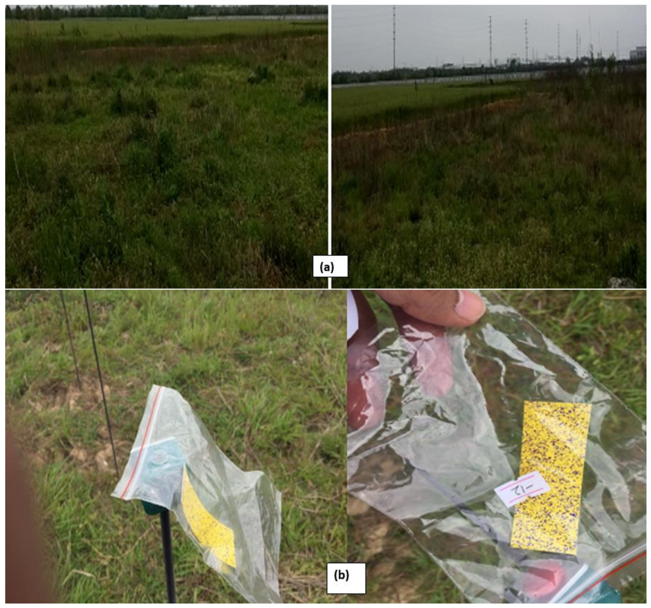 Agronomy 12 01302 g005