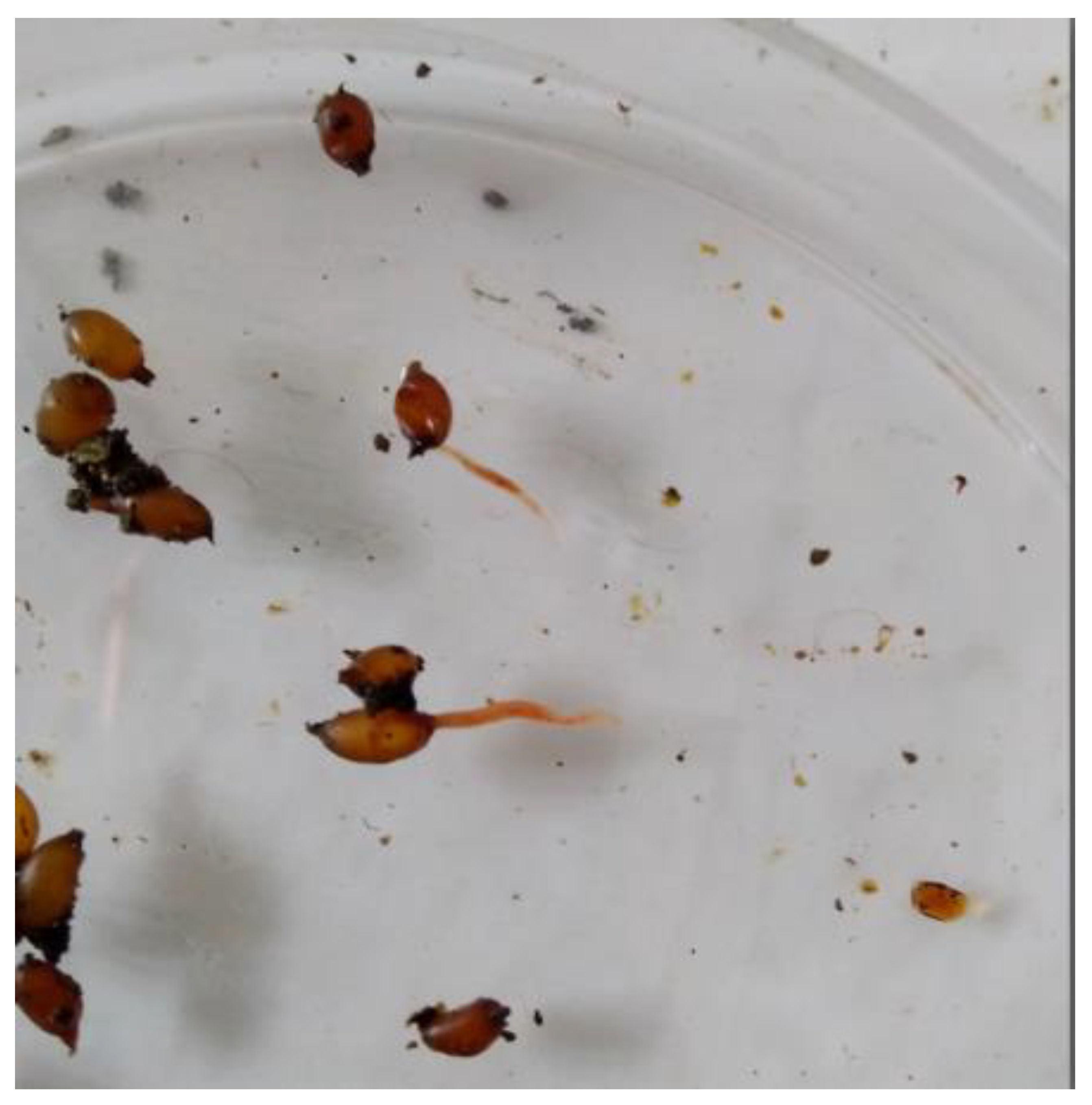 Agronomy 12 01303 g003