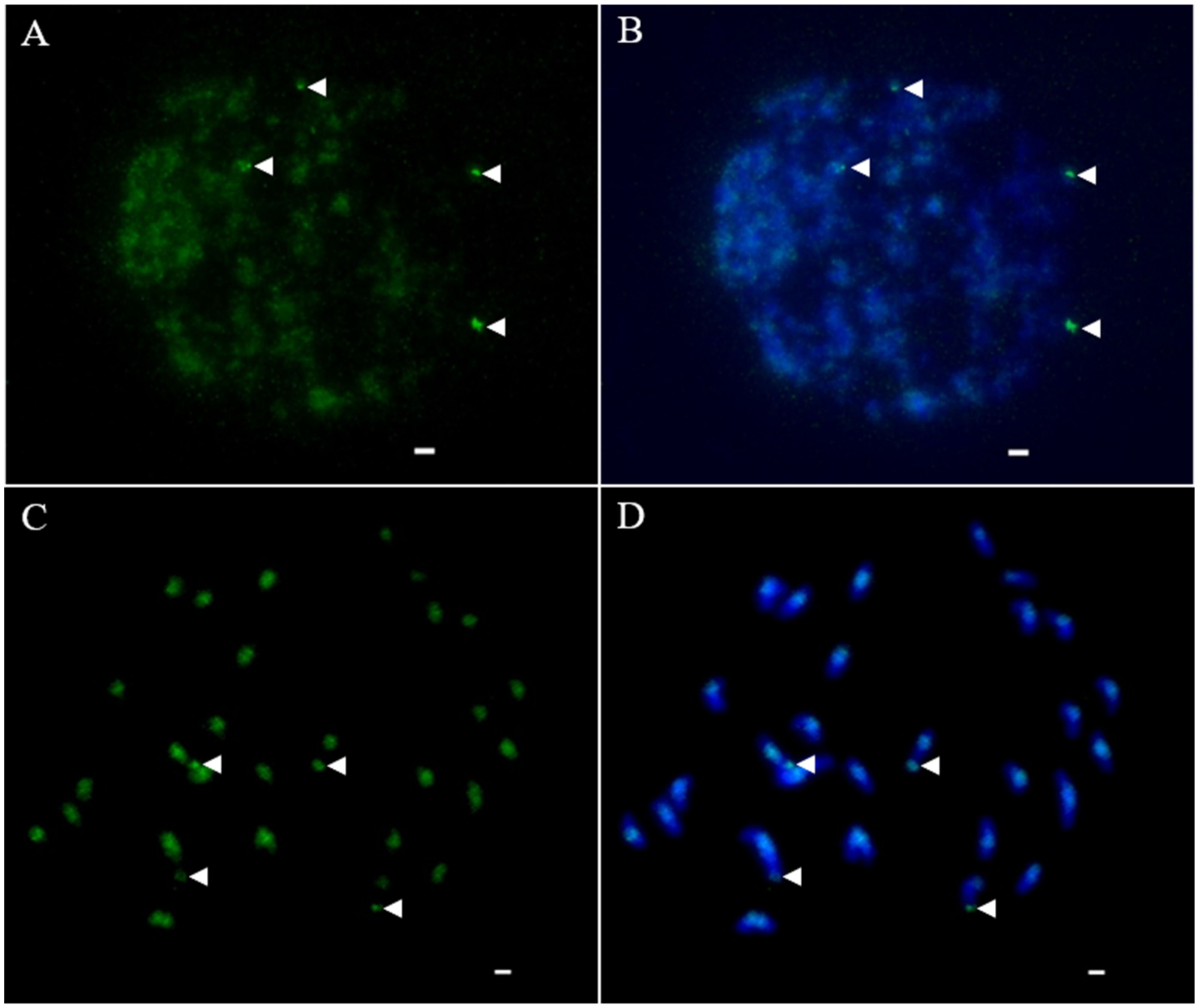 Agronomy 12 01312 g004