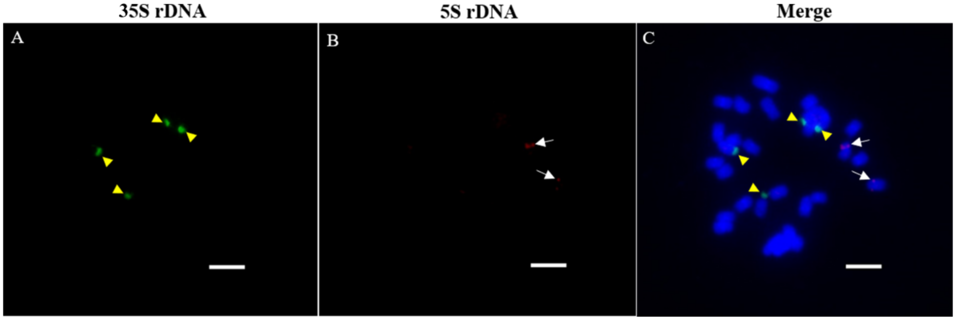 Agronomy 12 01312 g006
