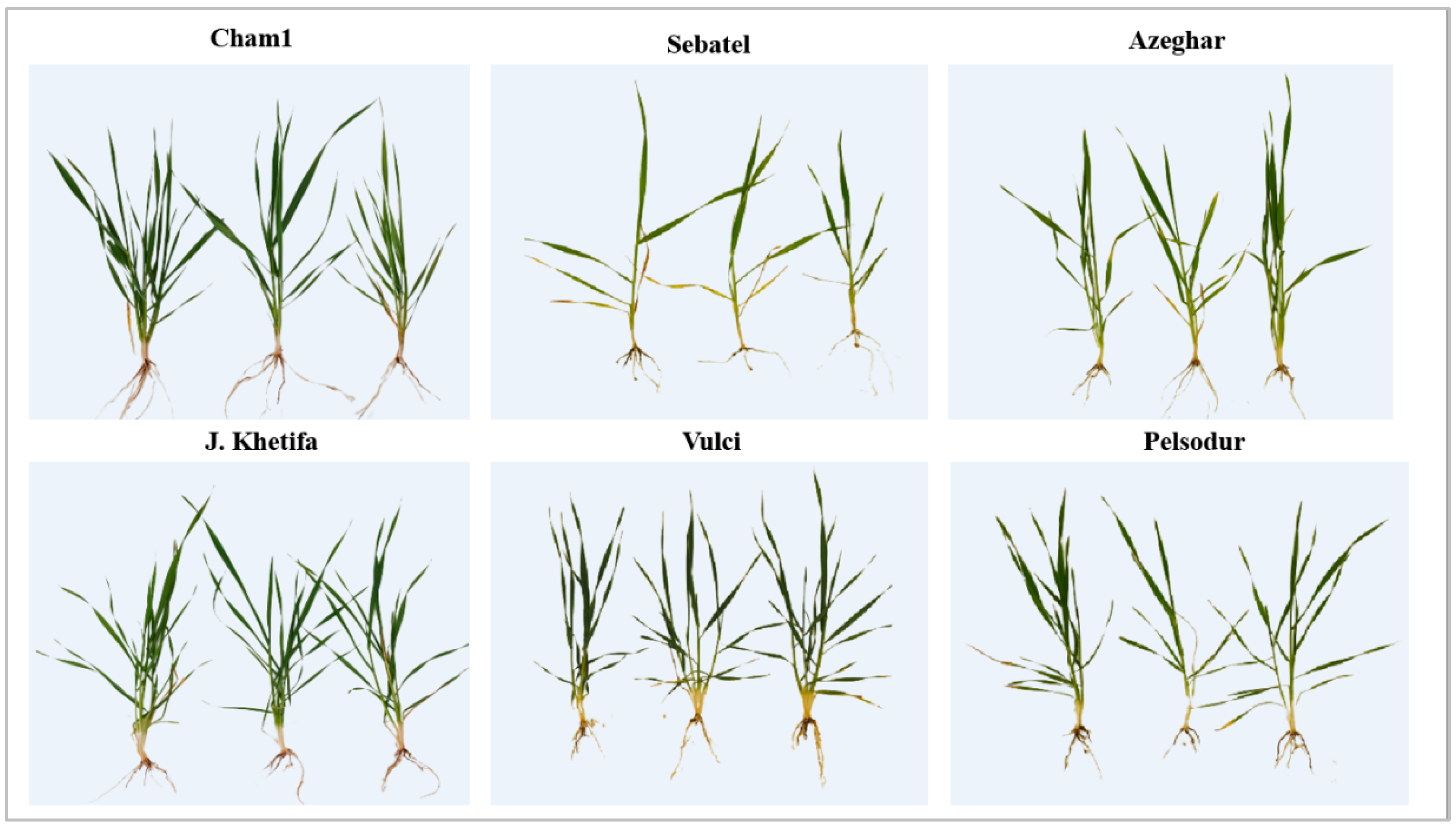 Agronomy 12 01329 g005