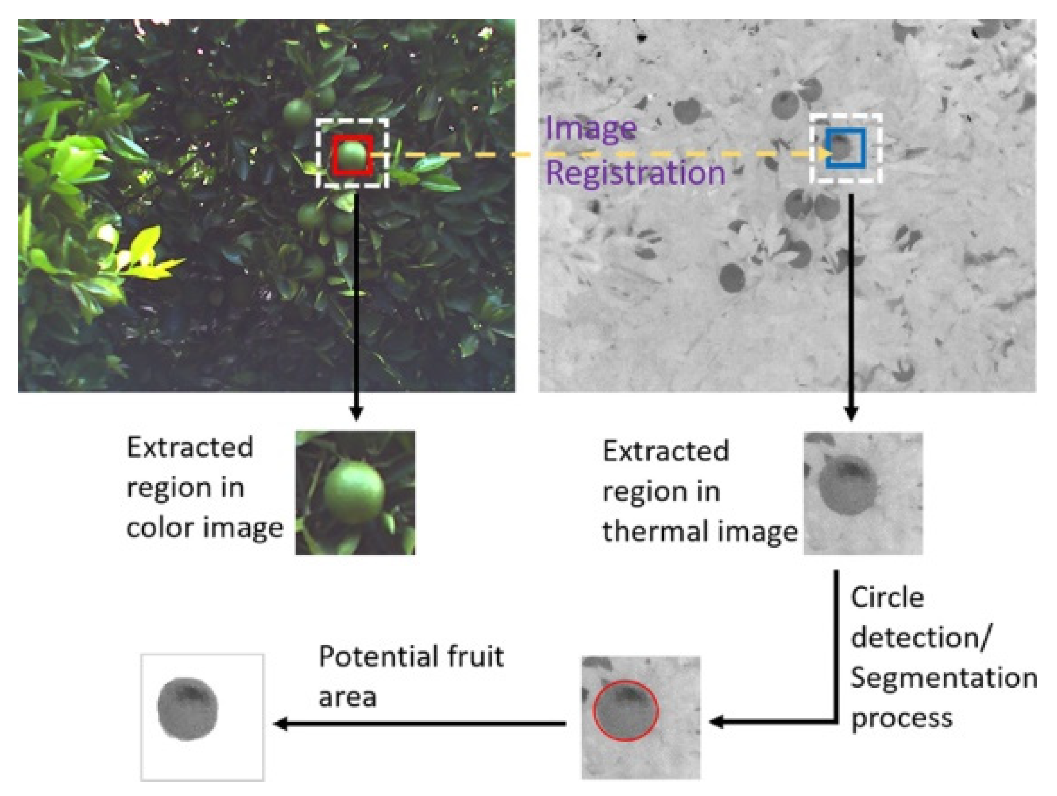 Agronomy 12 01336 g005