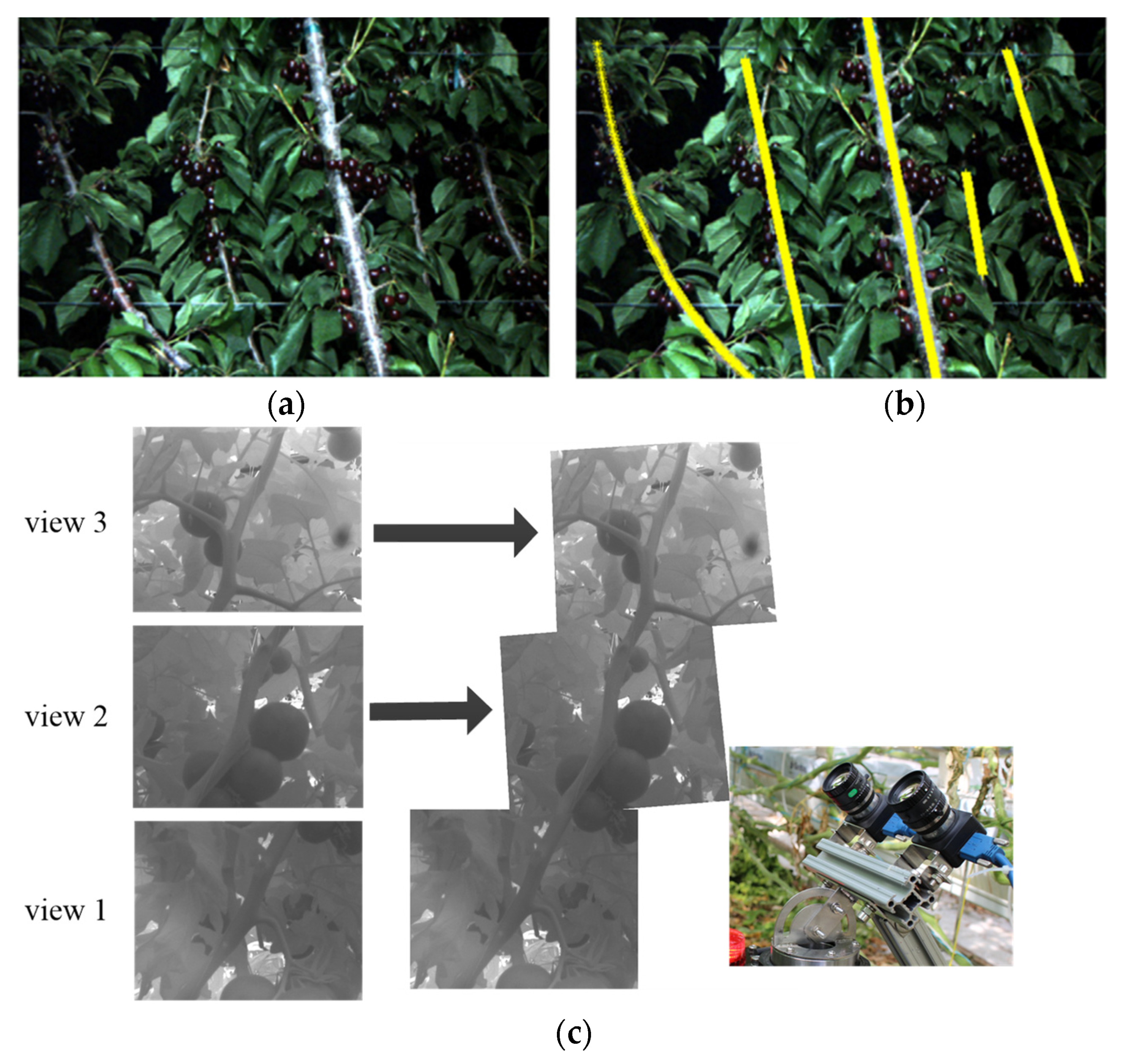 Agronomy 12 01336 g012
