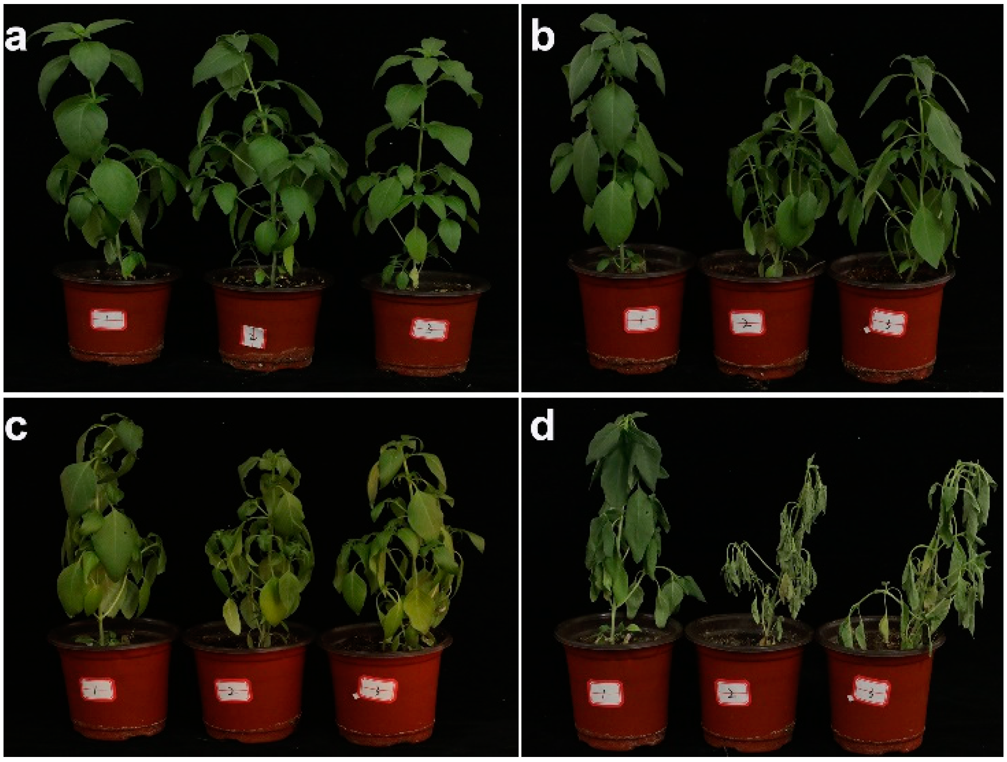 Agronomy Free Full Text Physiological Metabolic and