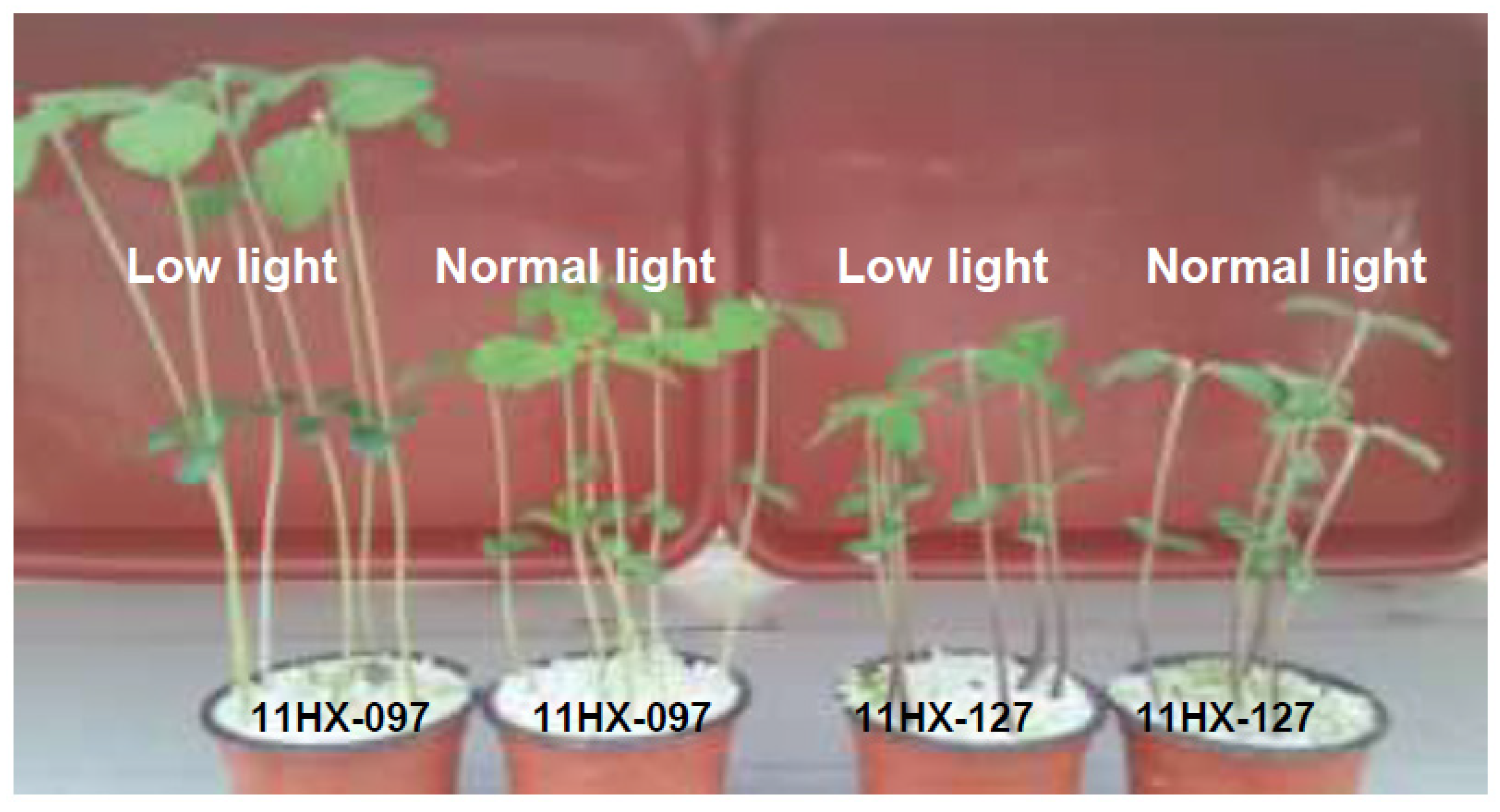 Agronomy 12 01483 g001