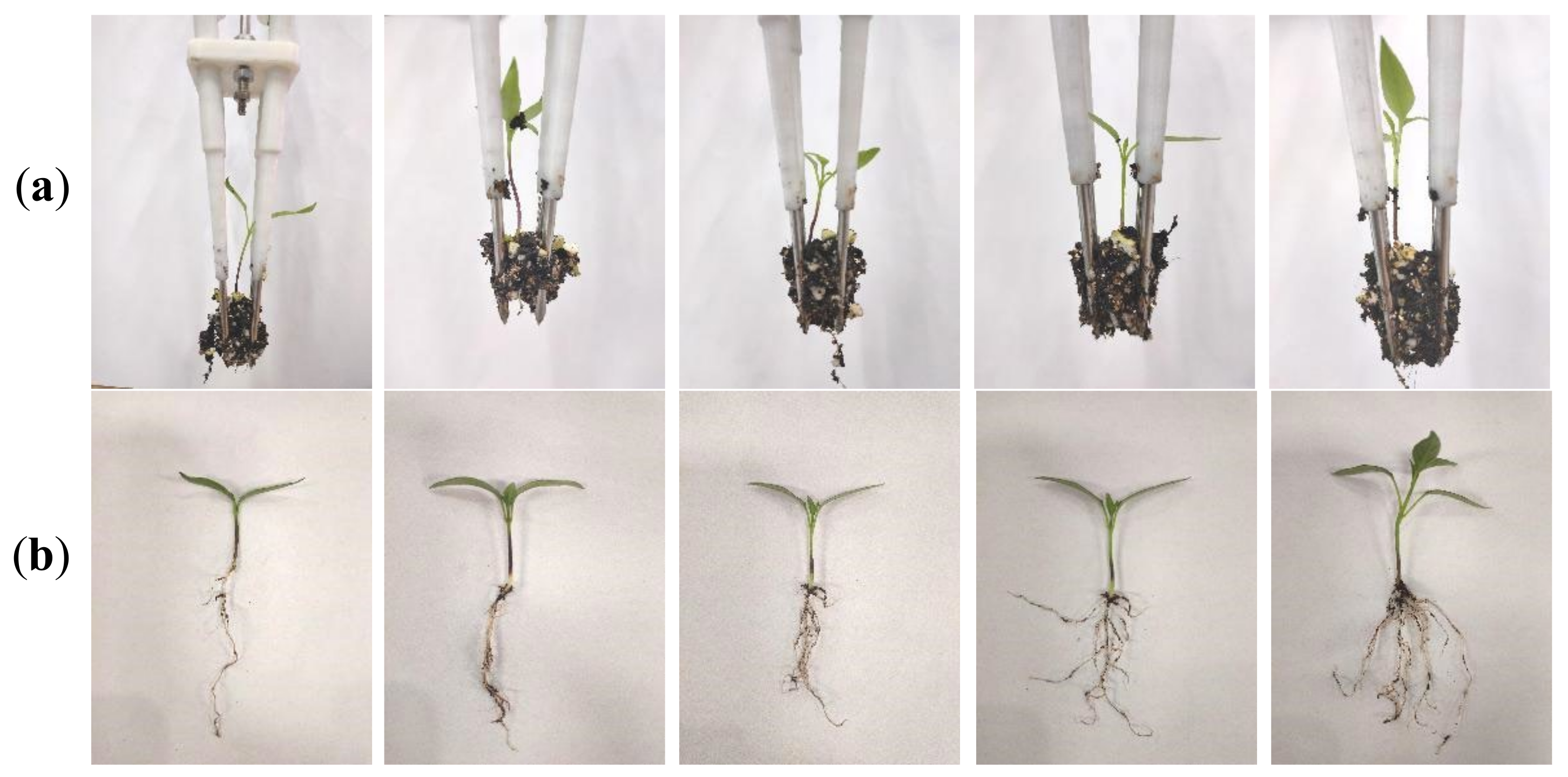 Agronomy 12 01487 g008