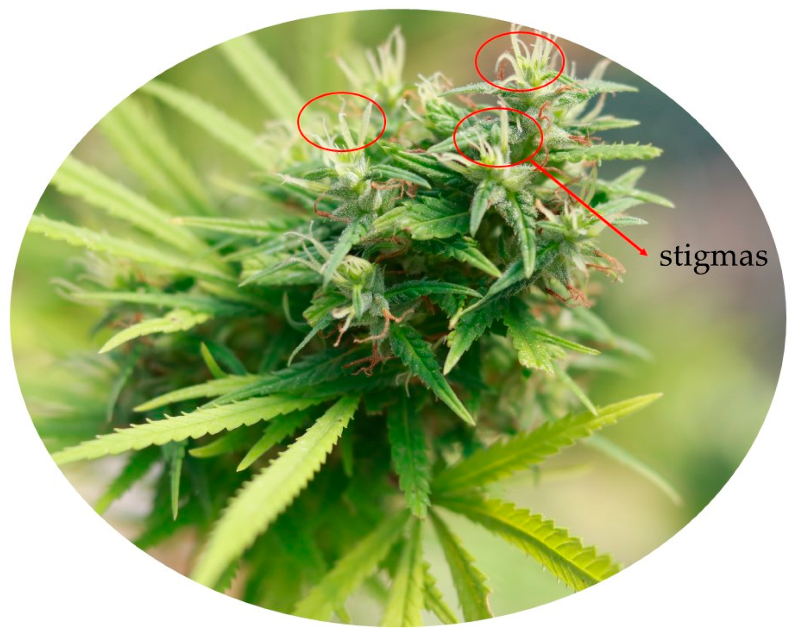 Agronomy | Free Full-Text | Cannabis sativa L.: Crop Management and Abiotic  Factors That Affect Phytocannabinoid Production