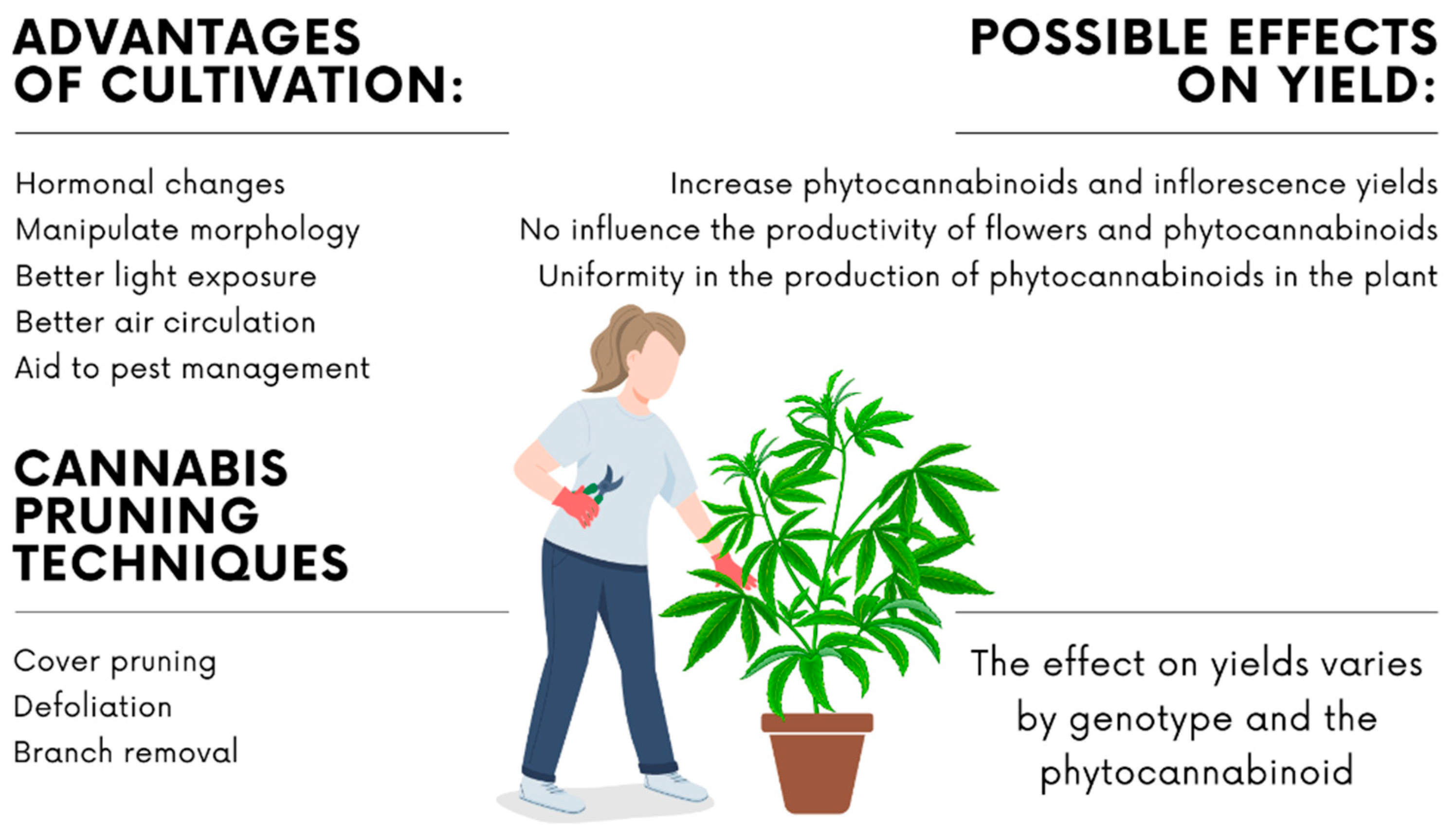 Glandular trichome development, morphology, and maturation are influenced  by plant age and genotype in high THC-containing cannabis (Cannabis sativa  L.) inflorescences, Journal of Cannabis Research