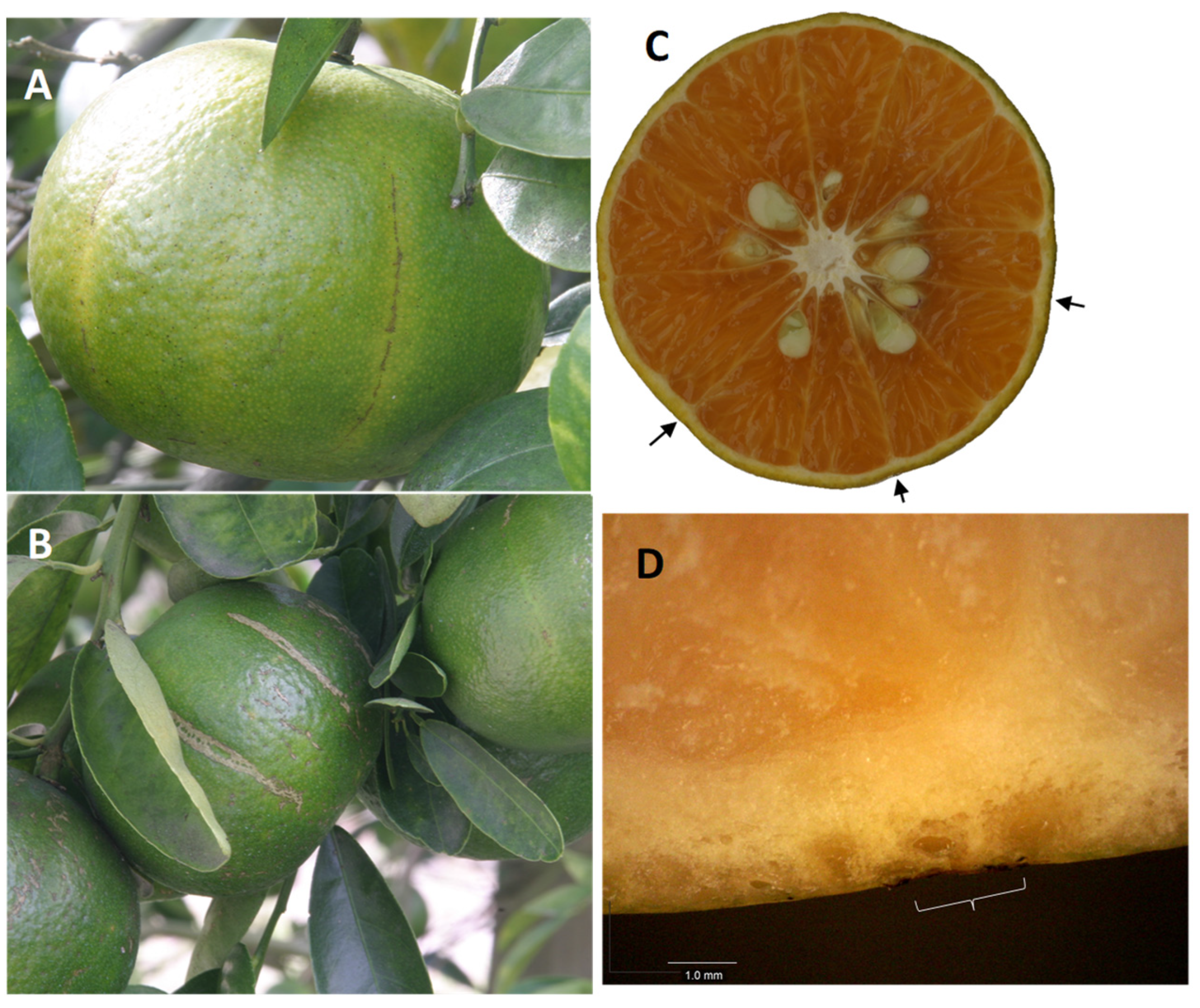 Citrus Fruit Cutting Guide: How to Cut Your Fruit Safely – The Groves