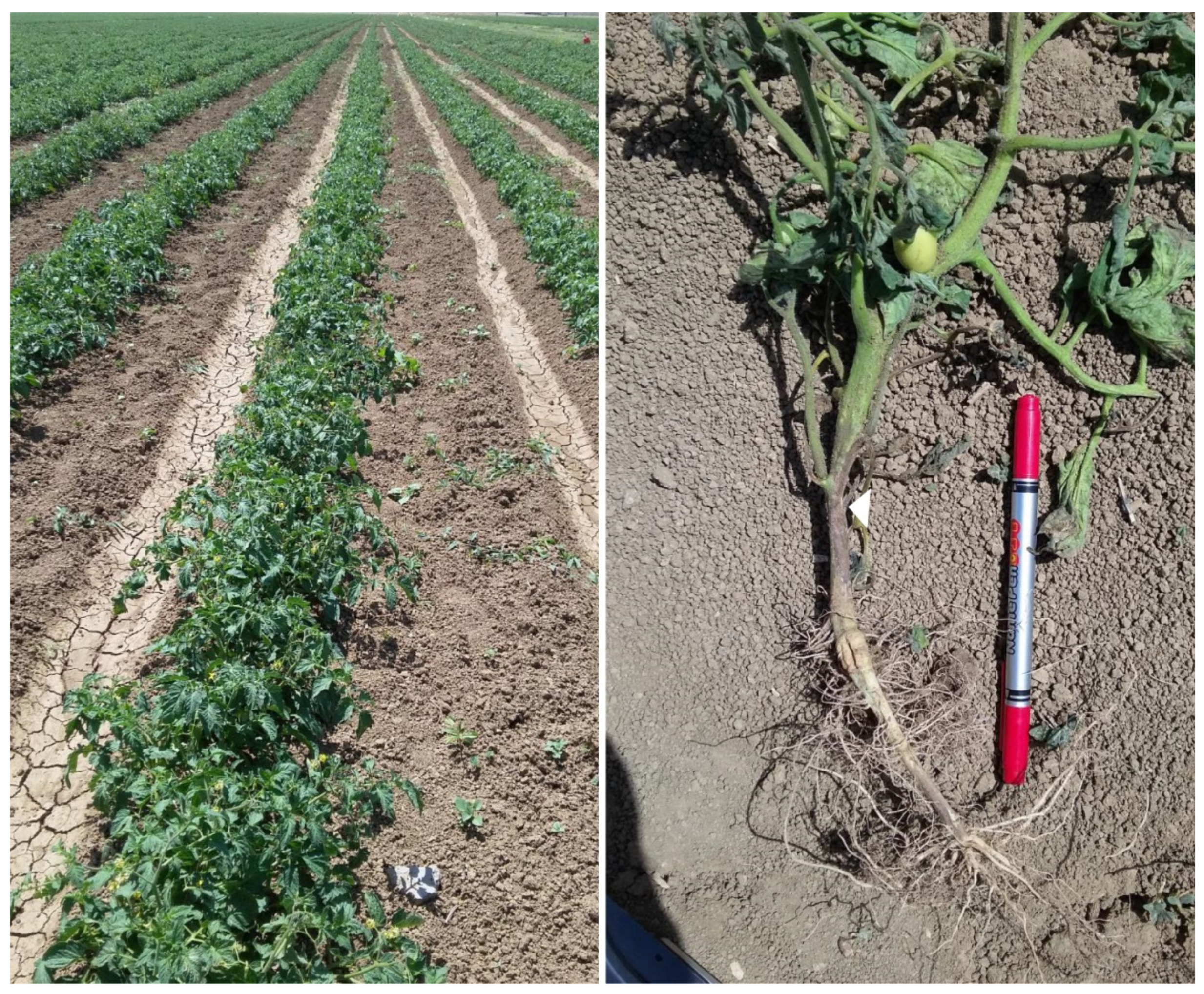 Agronomy Free Full Text In Vitro Evaluation of Wood Vinegar