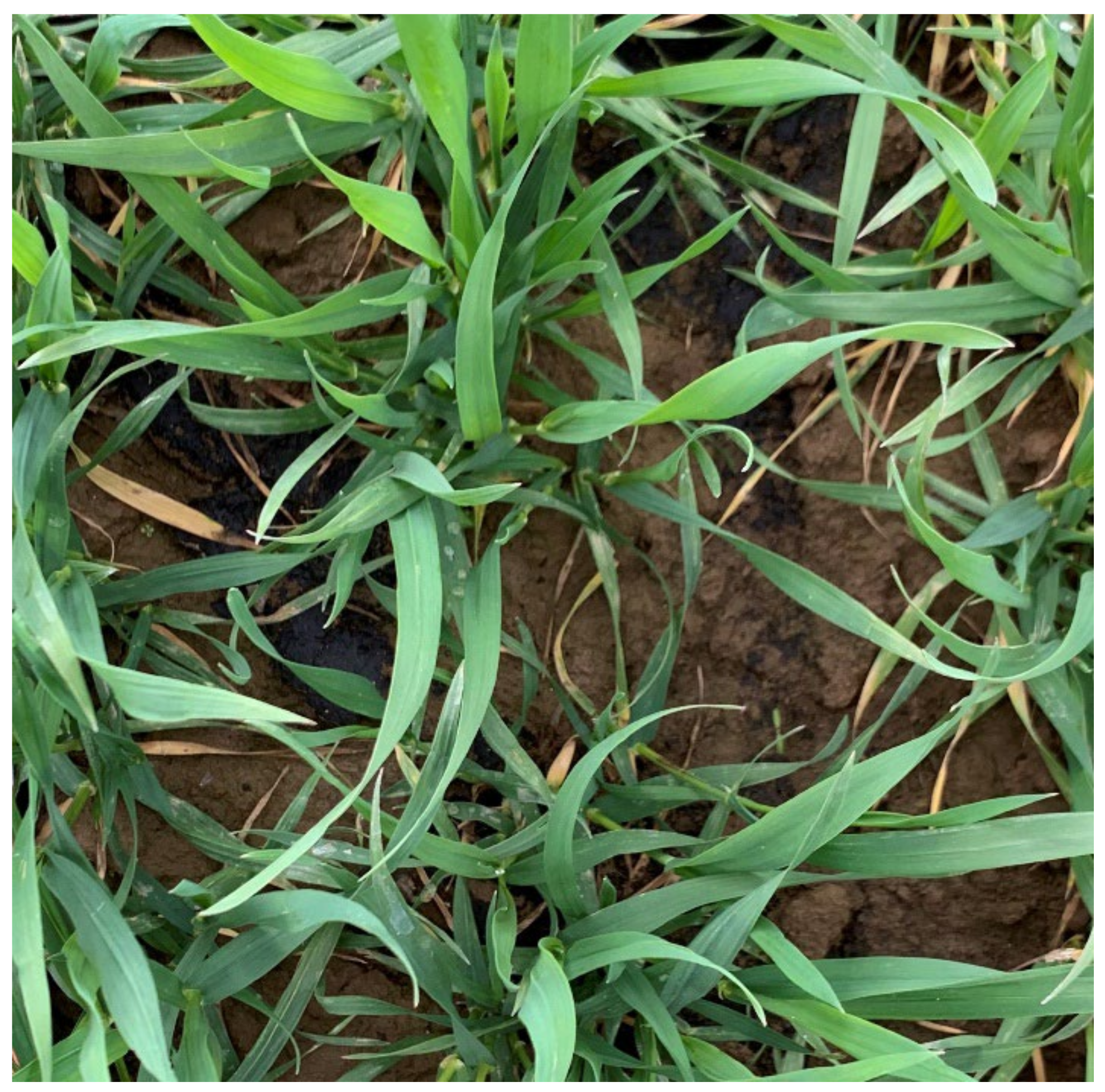 Agronomy 12 01620 g002