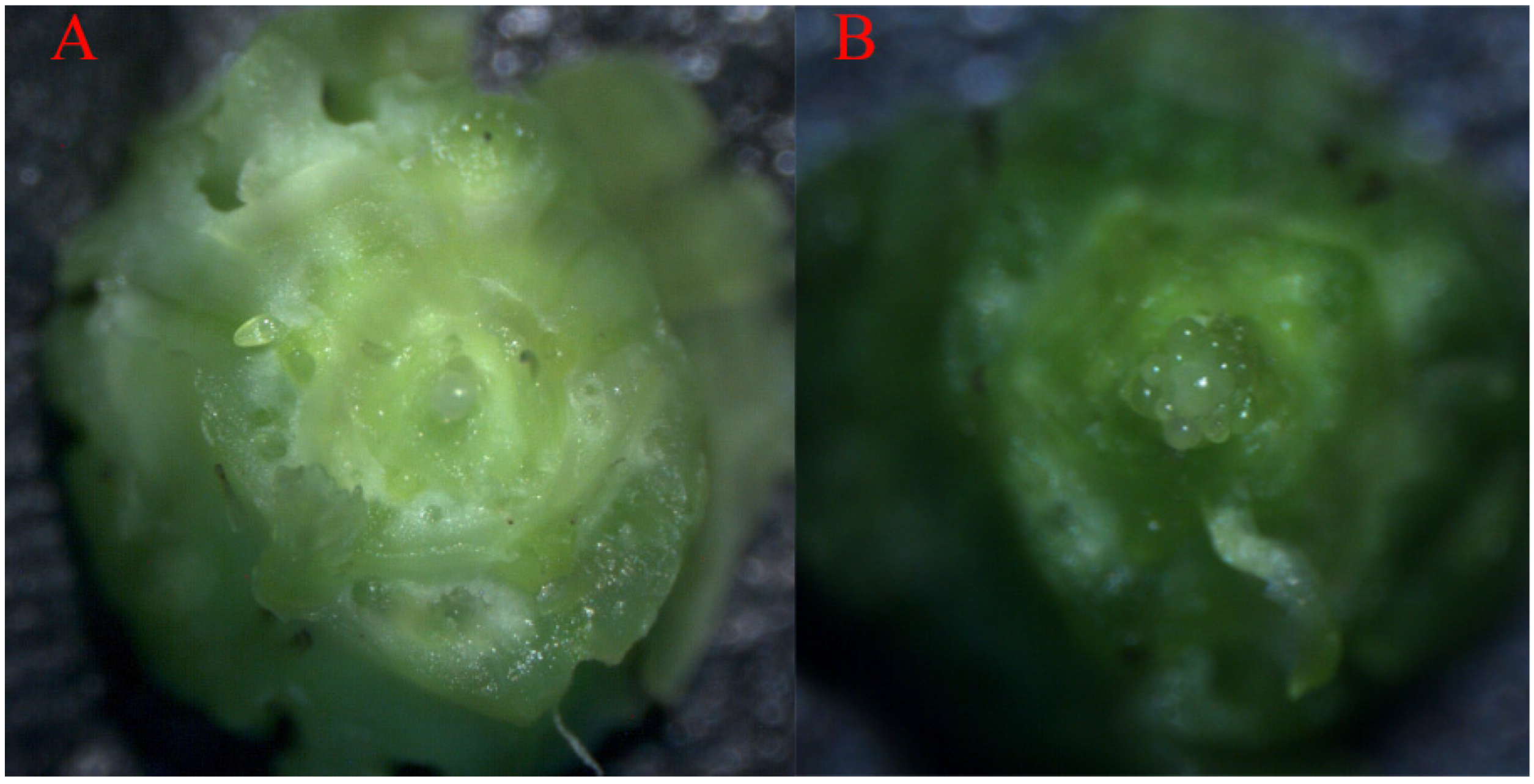 Agronomy 12 01624 g002