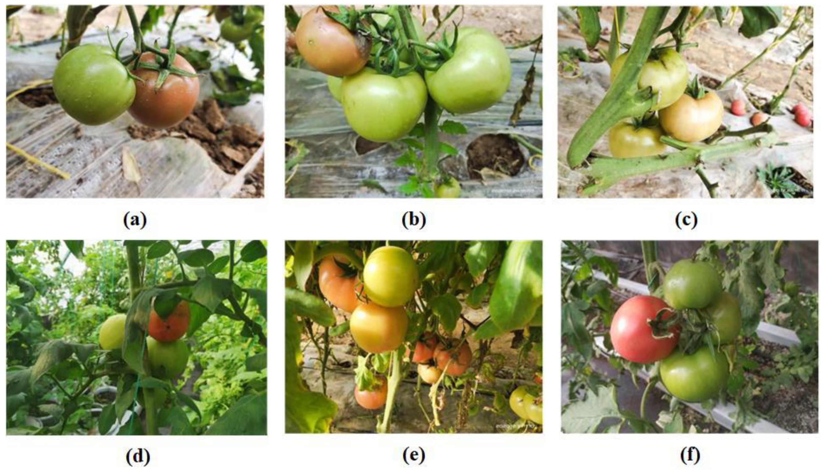 Agronomy 12 01638 g001