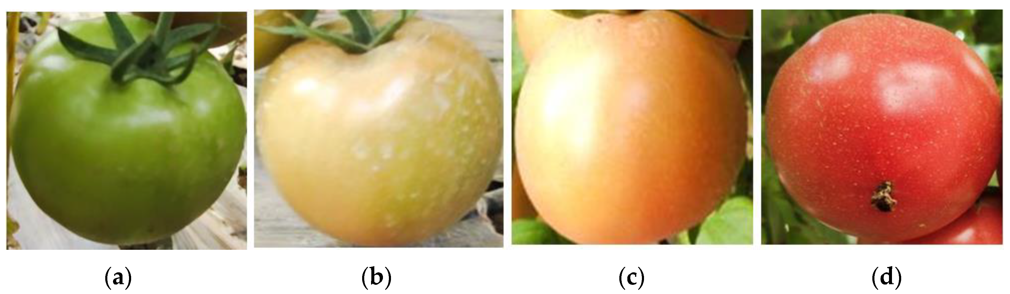 Agronomy 12 01638 g002