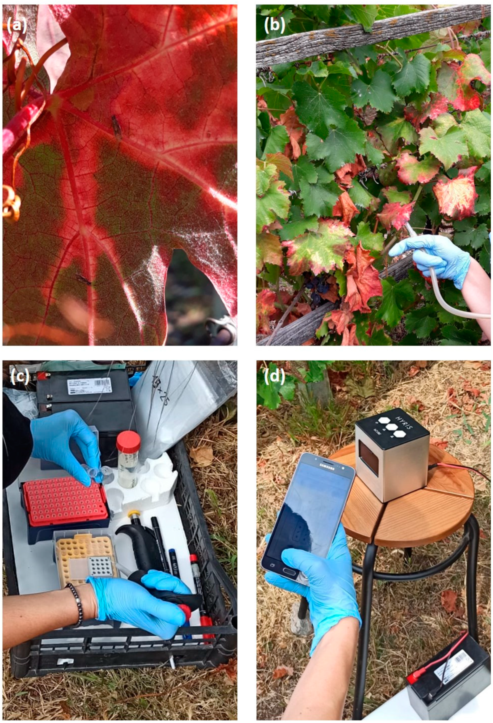 Agronomy 12 01645 g003