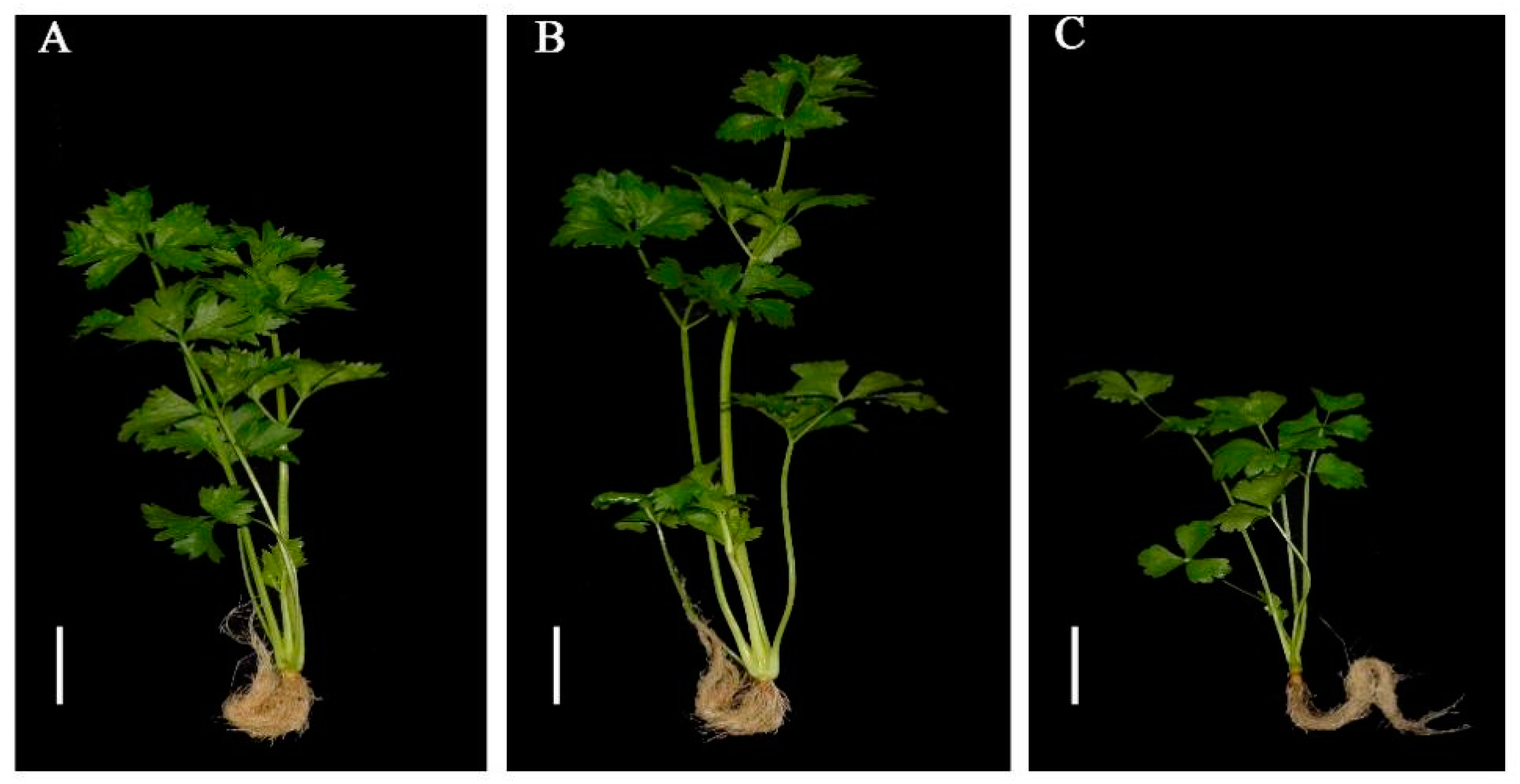 Agronomy 12 01670 g002