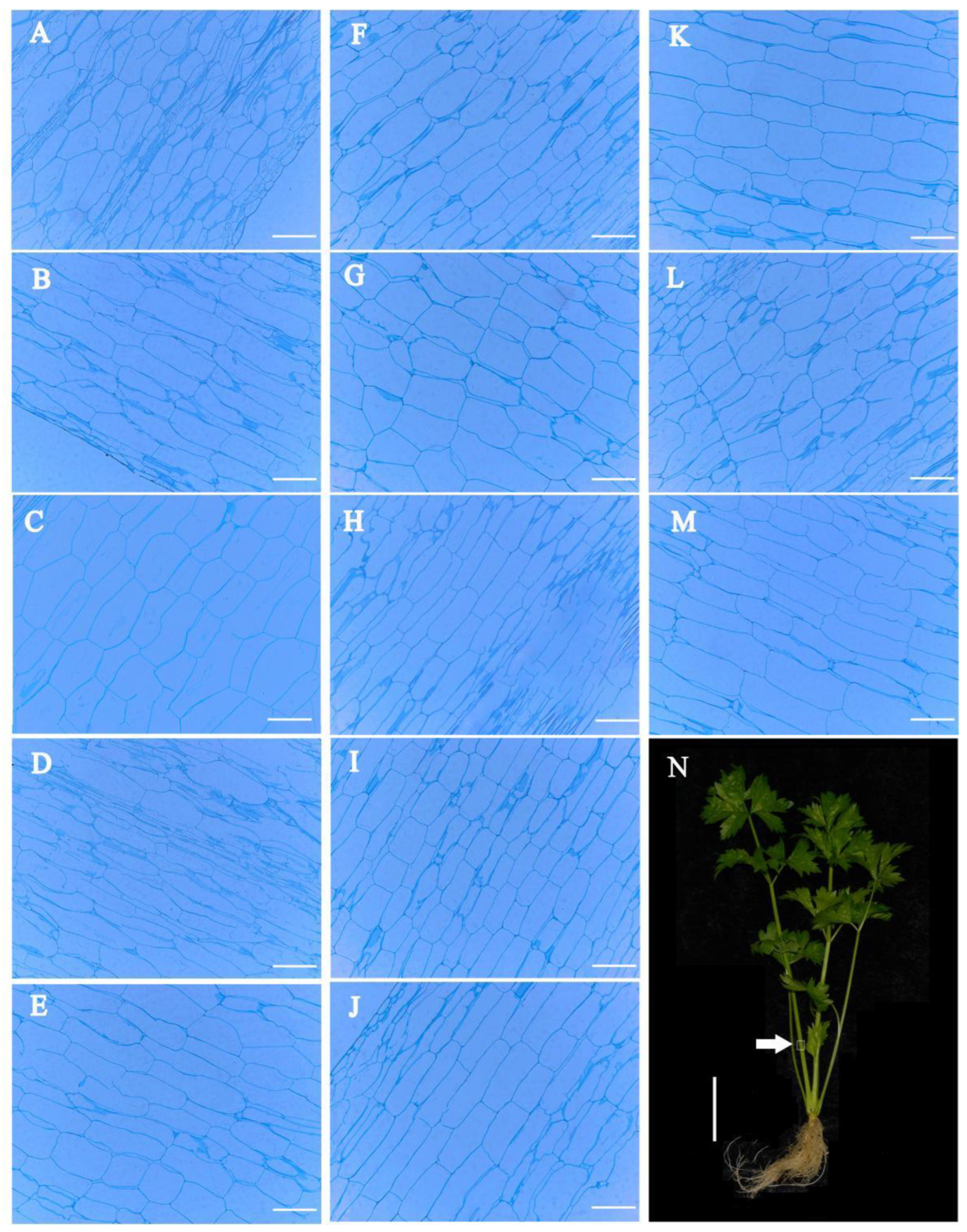Agronomy 12 01670 g006