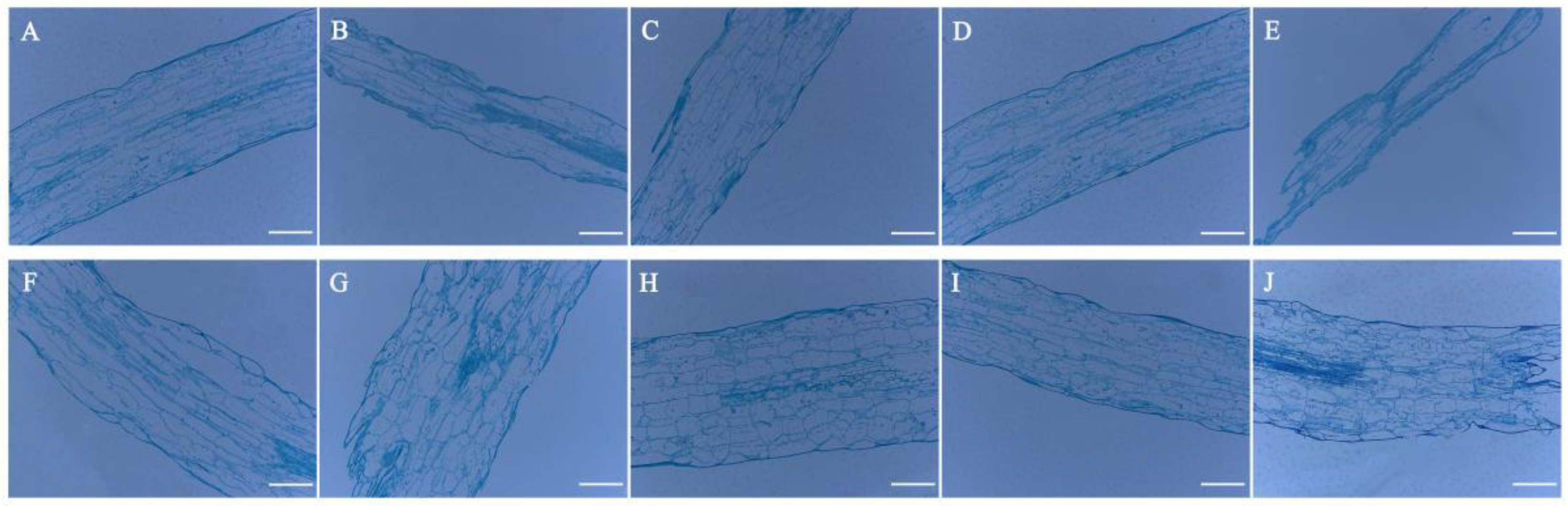 Agronomy 12 01670 g007
