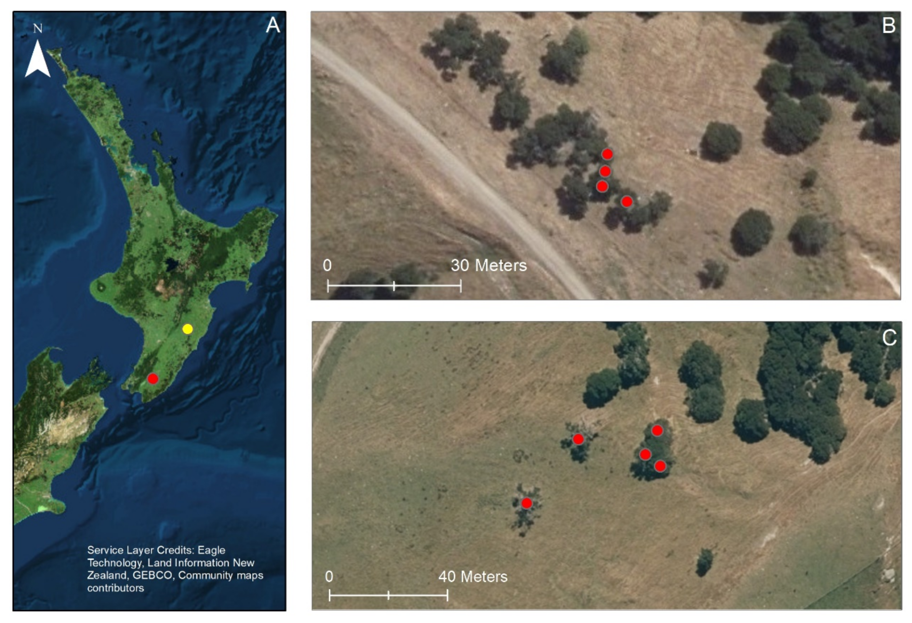 Steeper Energy  Bioenergy Association of New Zealand