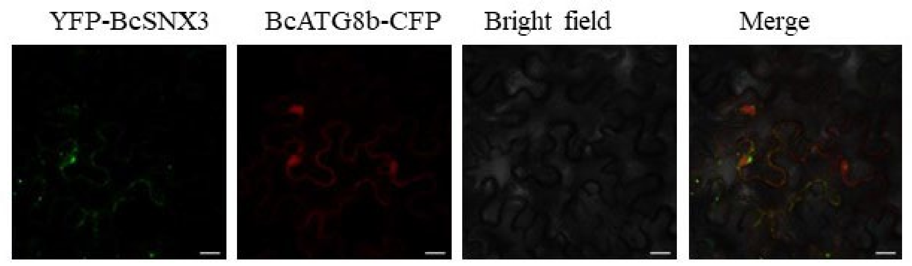 Agronomy 12 01757 g004 Agronomy 12 01757 g004