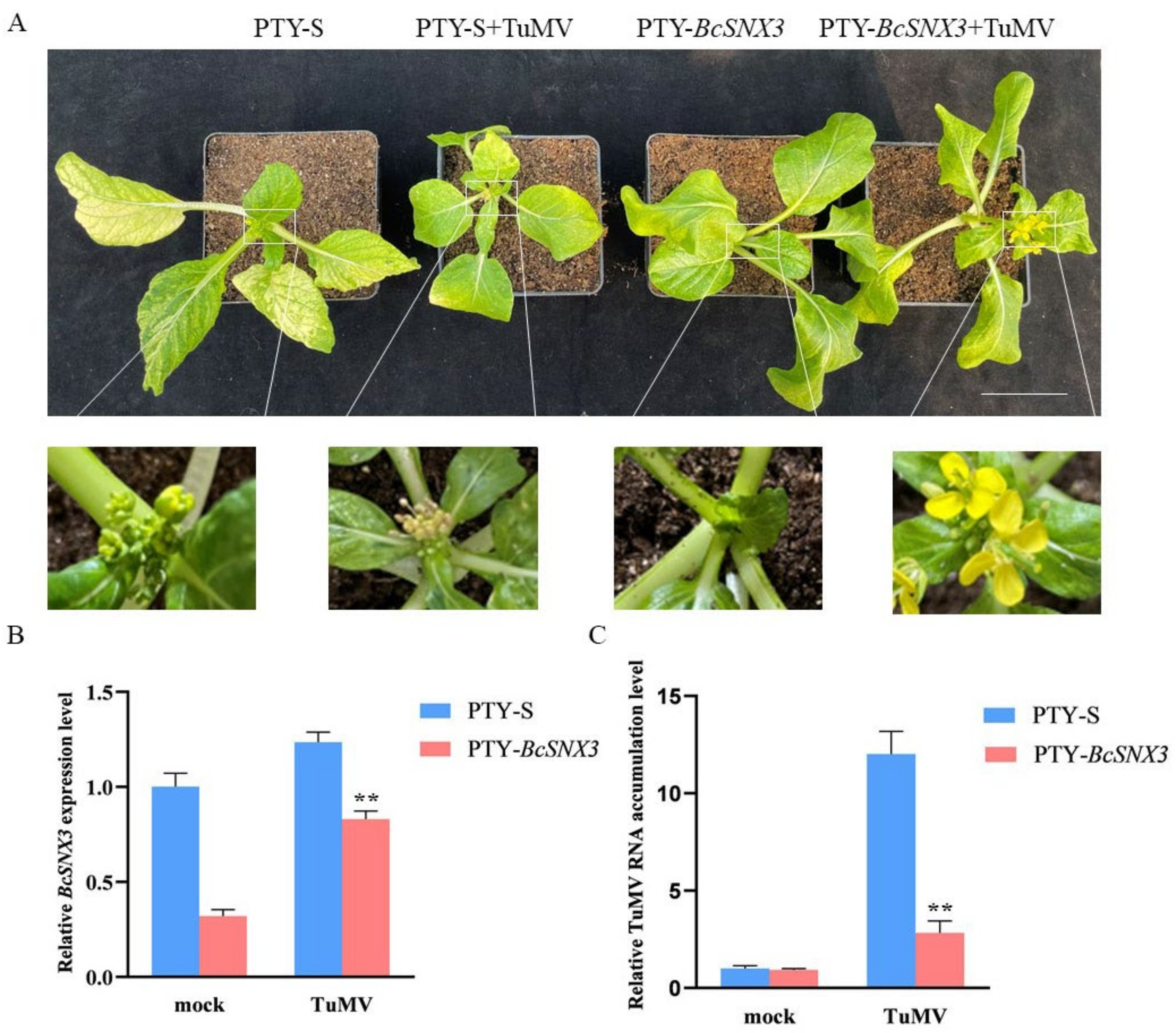 Agronomy 12 01757 g007 Agronomy 12 01757 g007