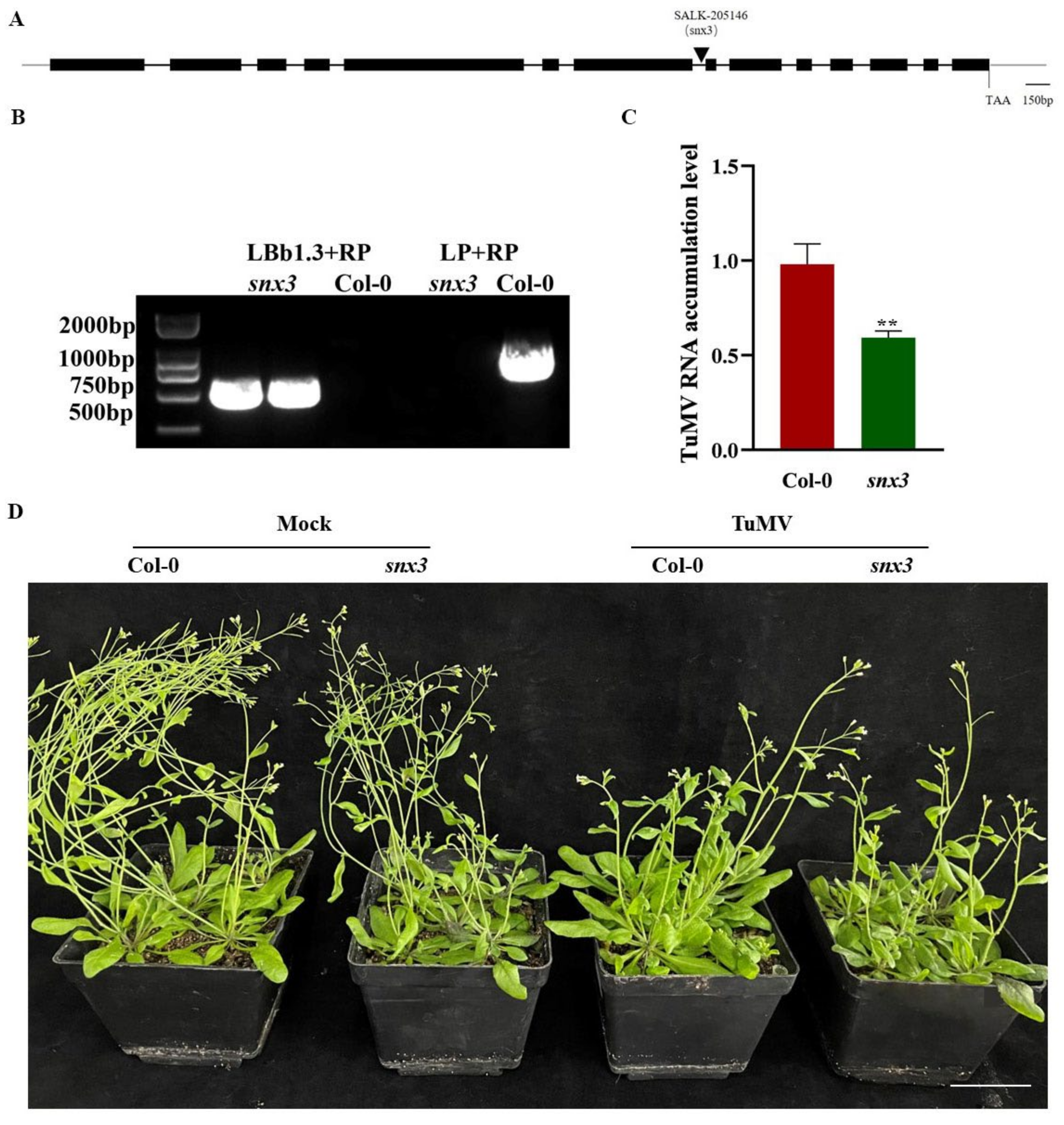 Agronomy 12 01757 g008 Agronomy 12 01757 g008