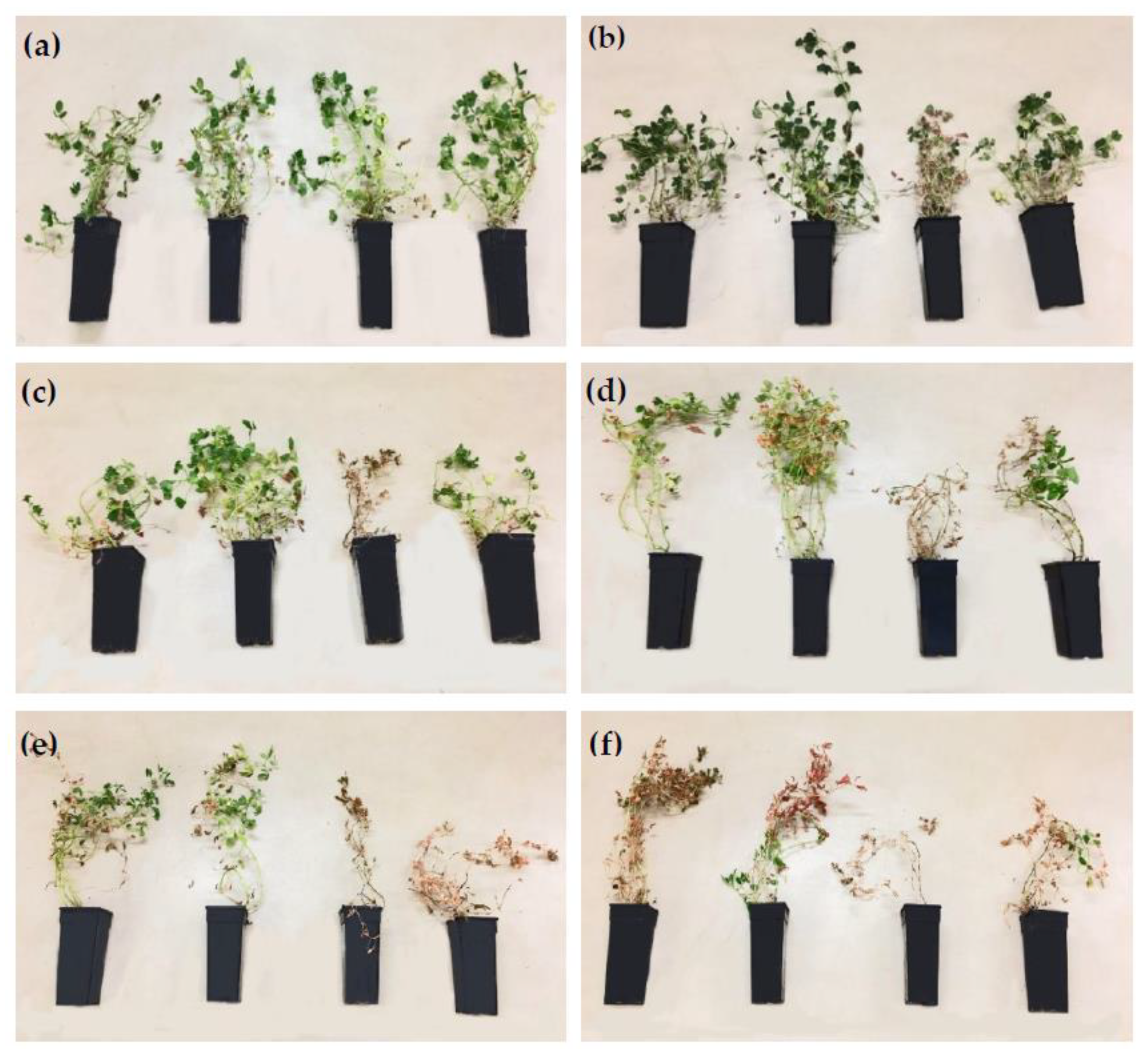 Agronomy 12 01863 g001