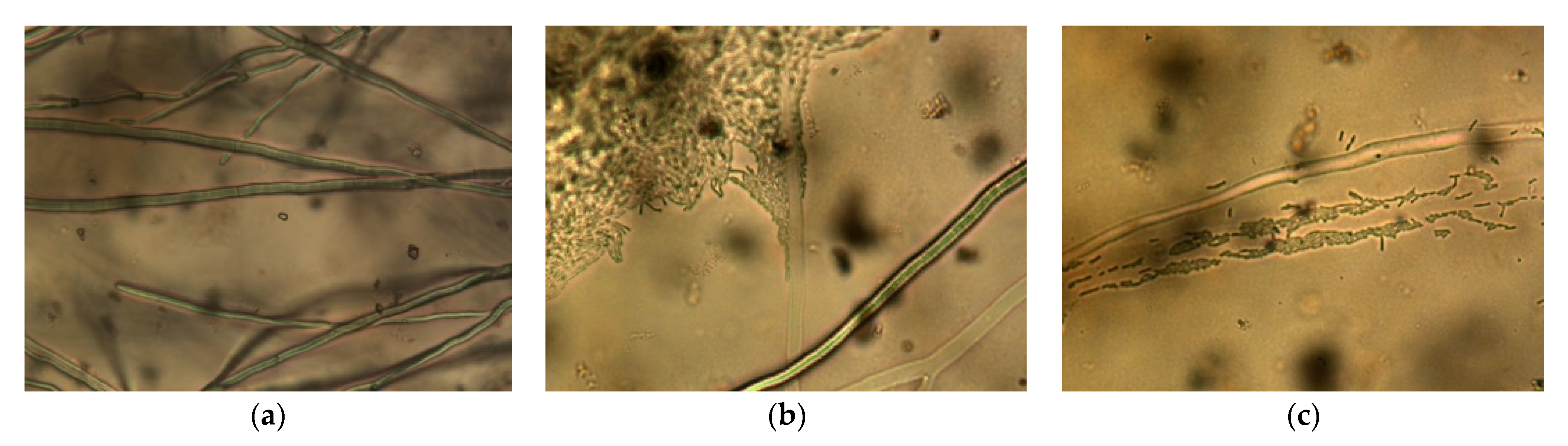 Agronomy 12 01956 g005