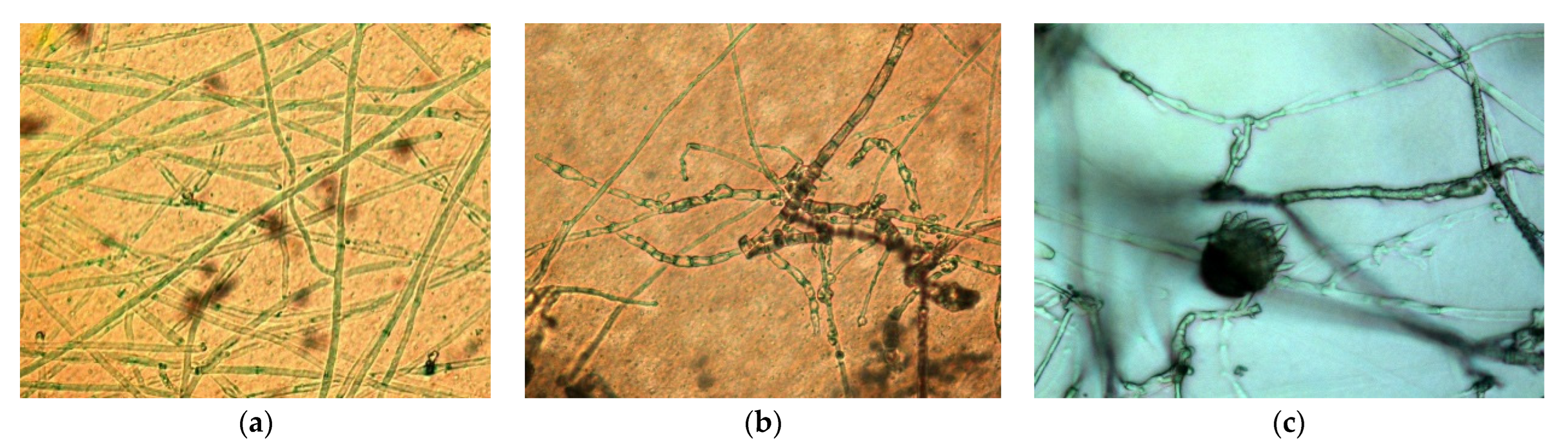Agronomy 12 01956 g006
