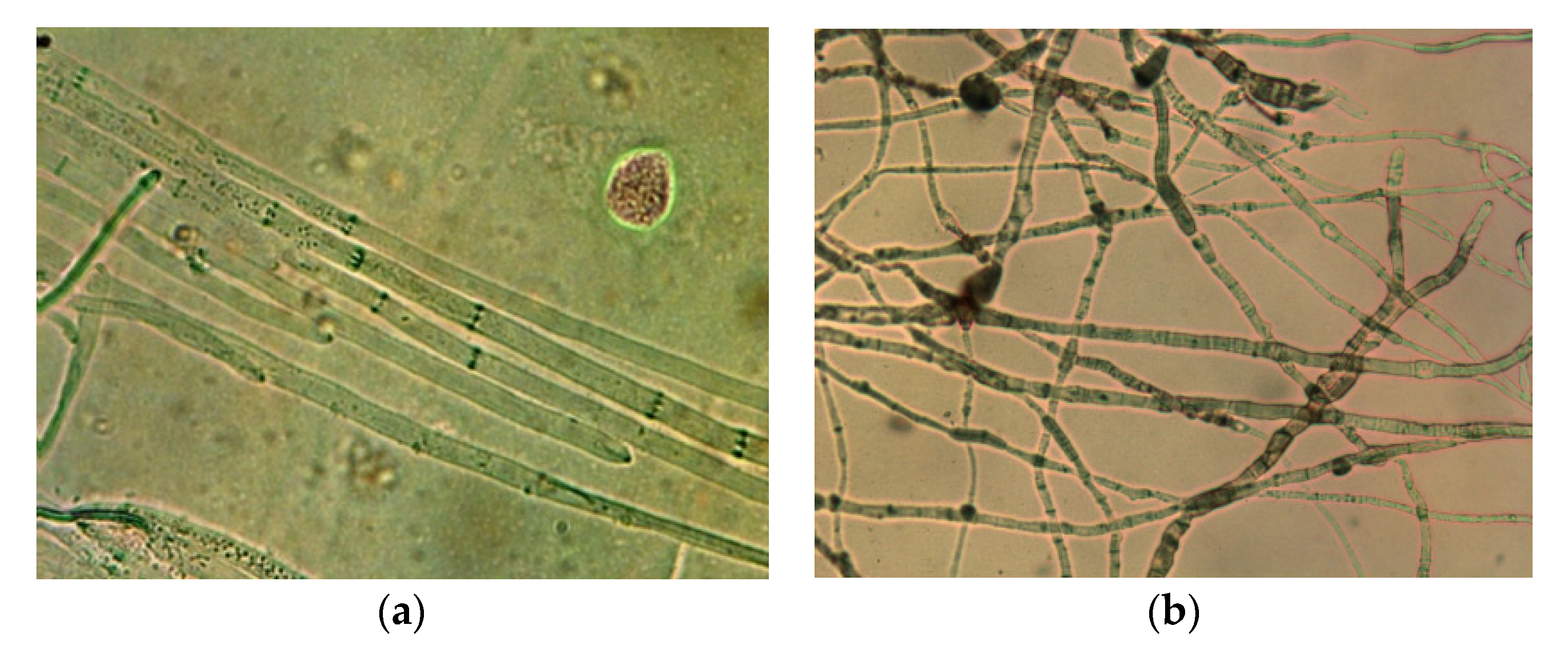 Agronomy 12 01956 g007