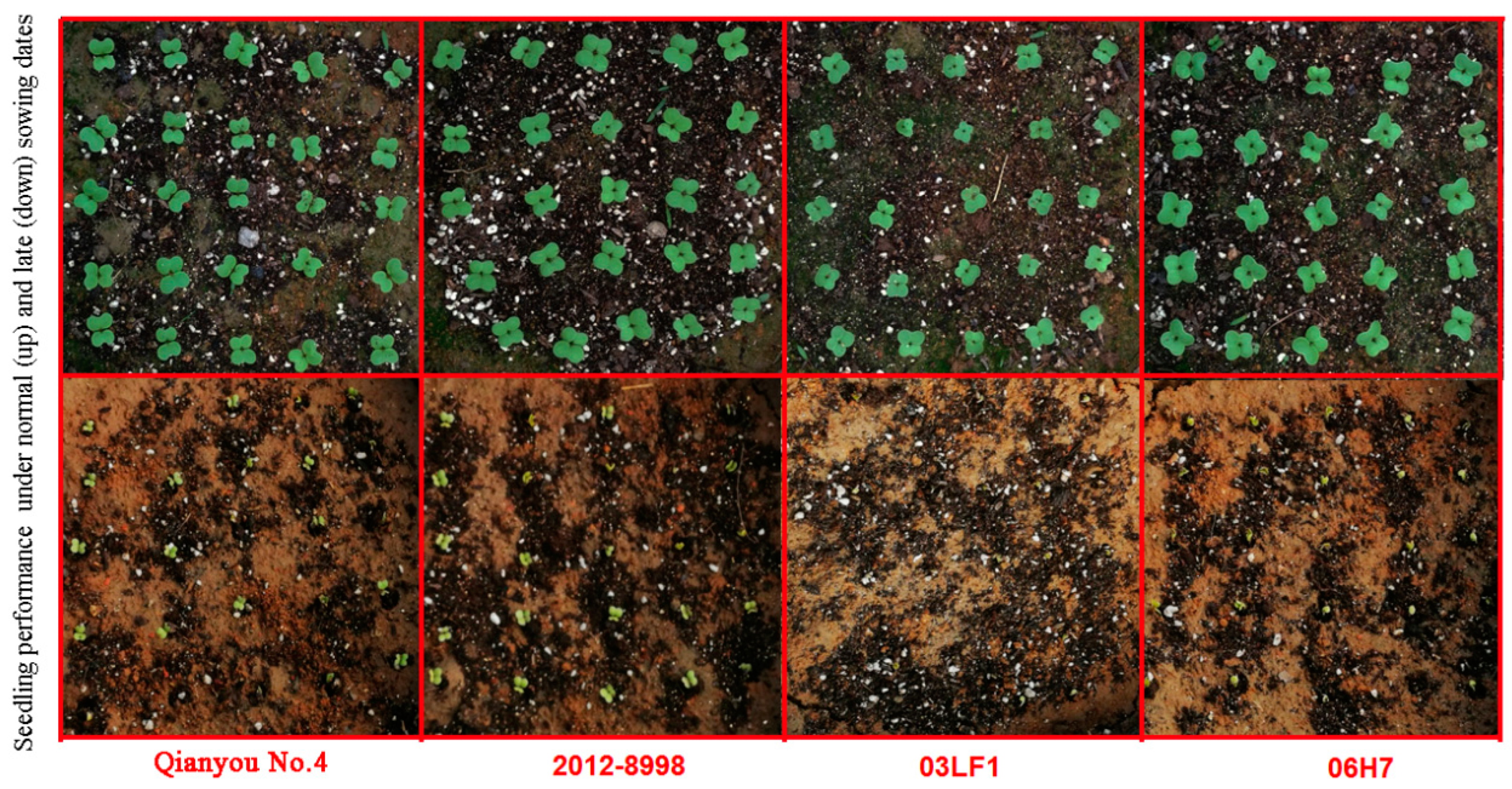 Agronomy 12 01969 g006 Agronomy 12 01969 g006